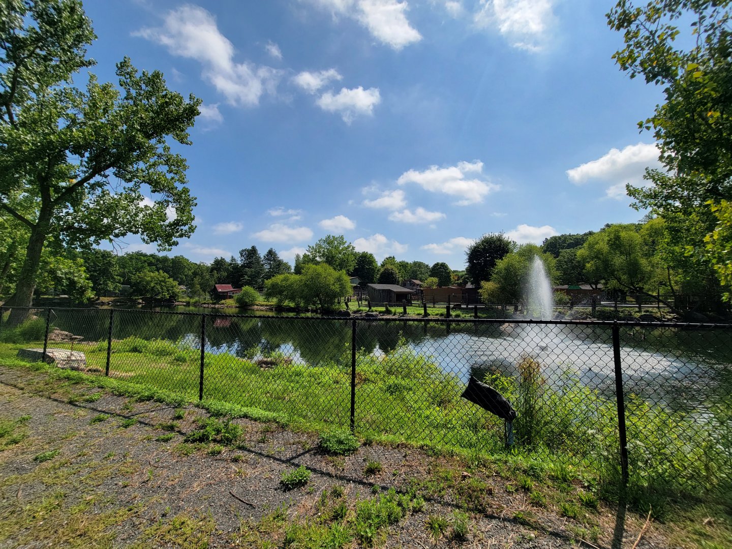 Lupa Zoo - Swan pond