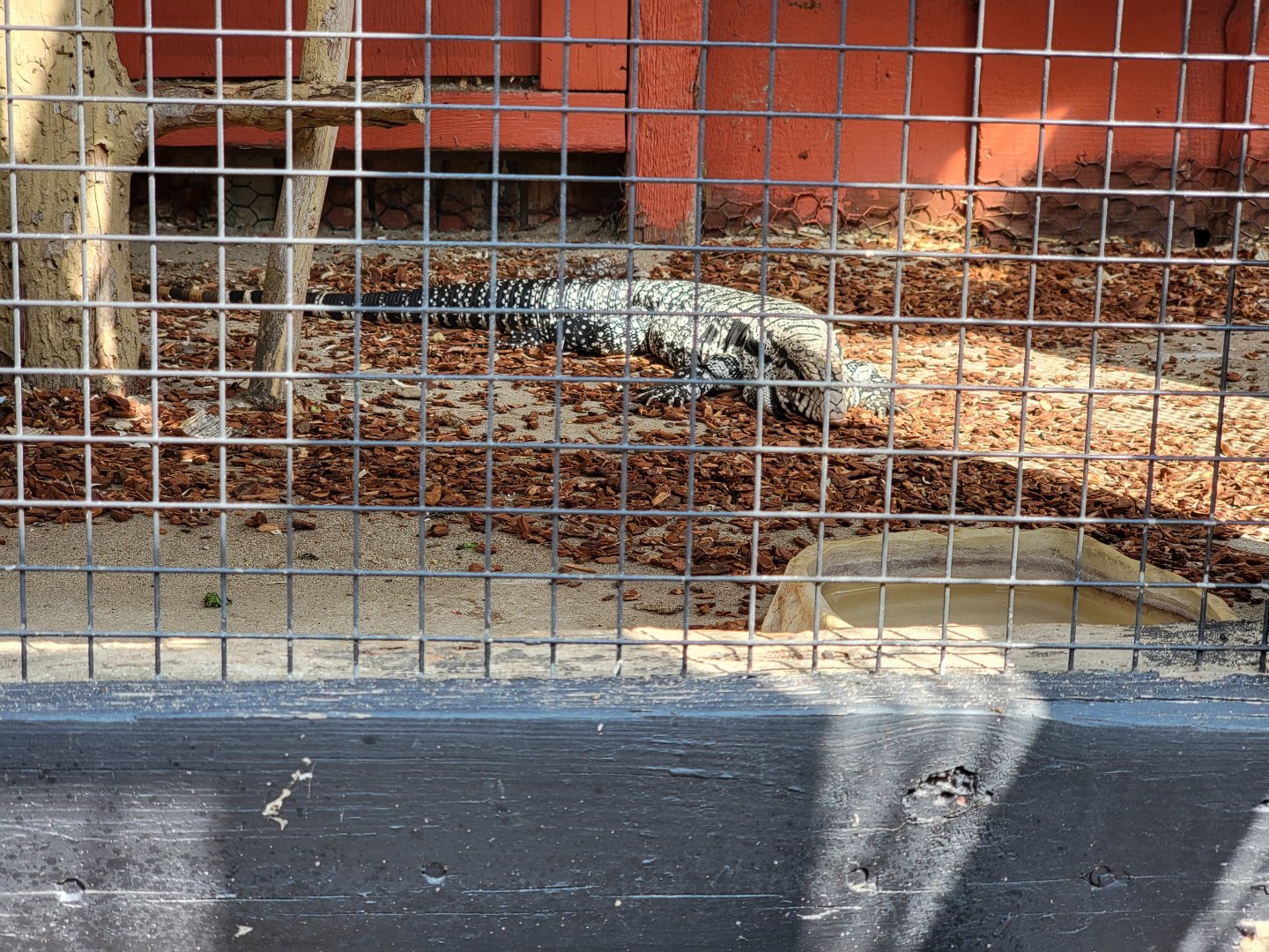 Lupa Zoo - Unsigned Argentine black&white tegu under marmosets