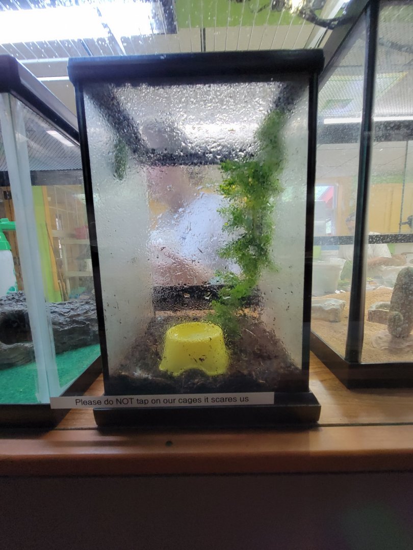 Lupa Zoo - Unsigned frog