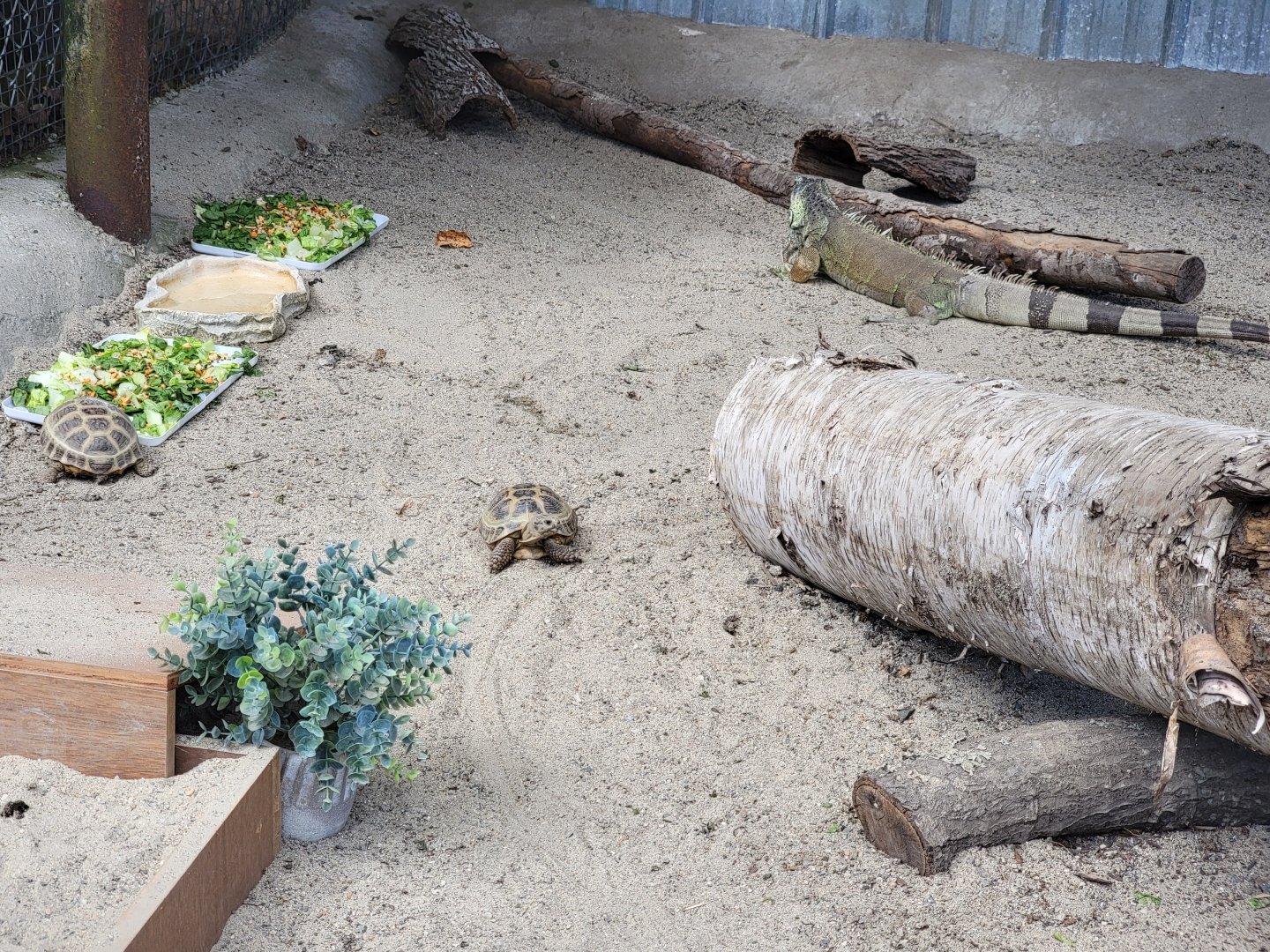 Lupa Zoo - Unsigned herp area, tortoise and iguana