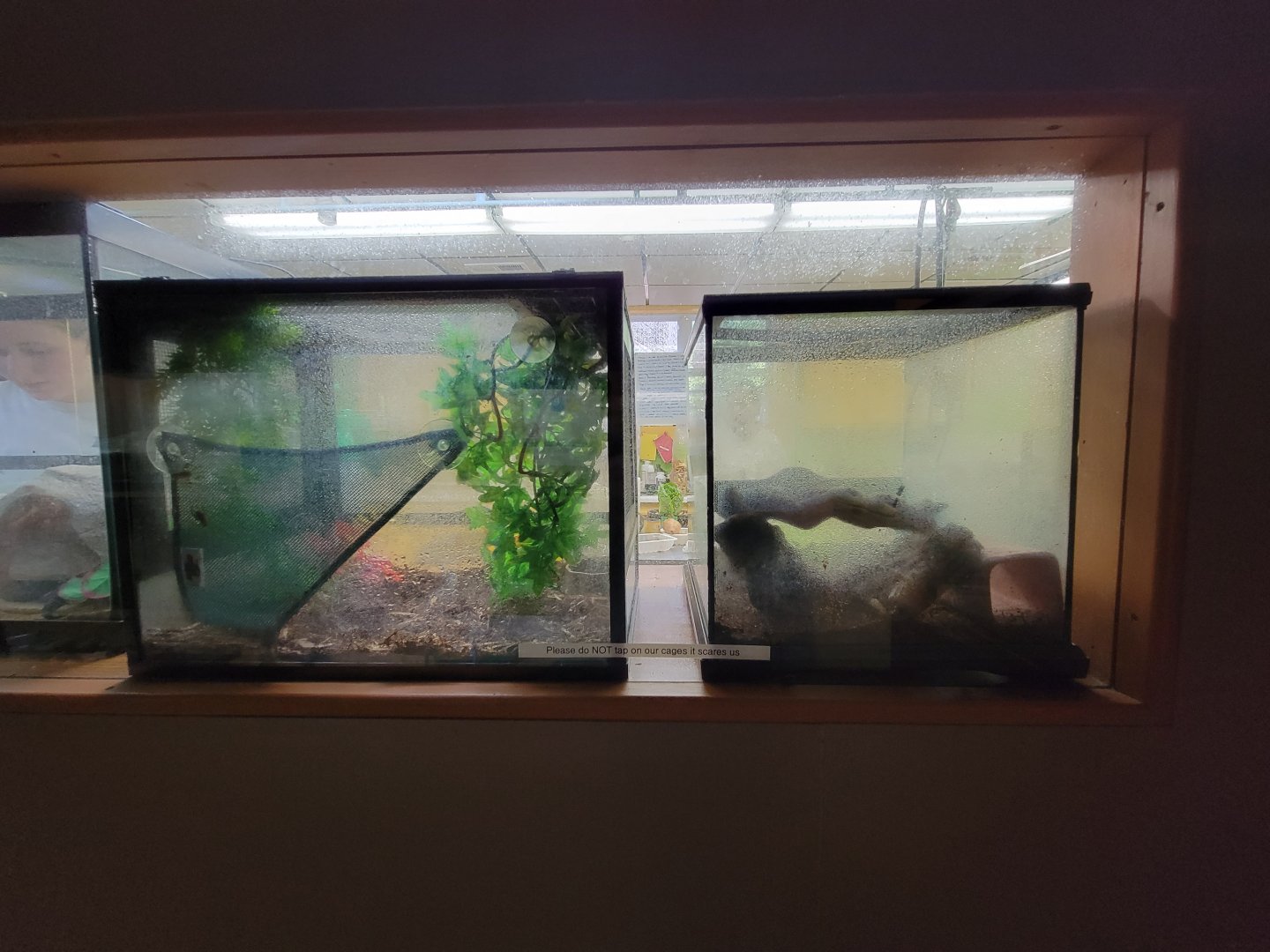 Lupa Zoo - Unsigned herps, couldn't see