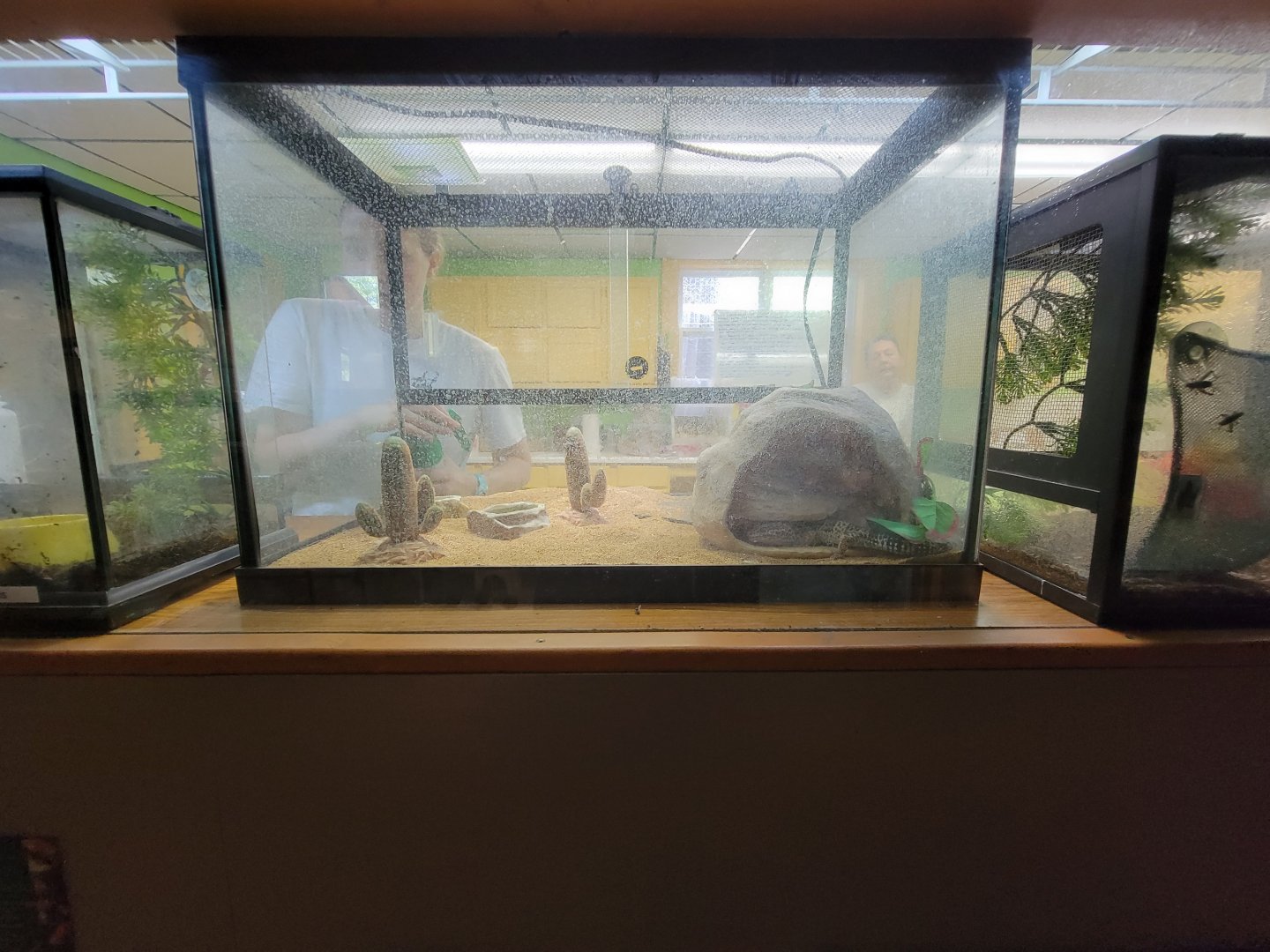 Lupa Zoo - Unsigned leopard gecko