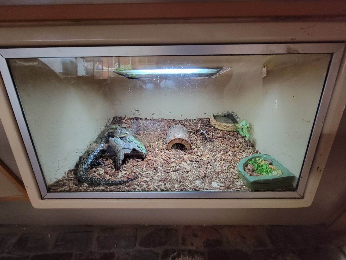 Lupa Zoo - Unsigned lizard