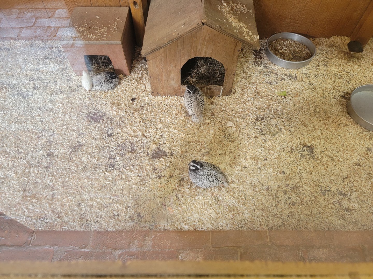 Lupa Zoo - Unsigned quail and chicken chicks