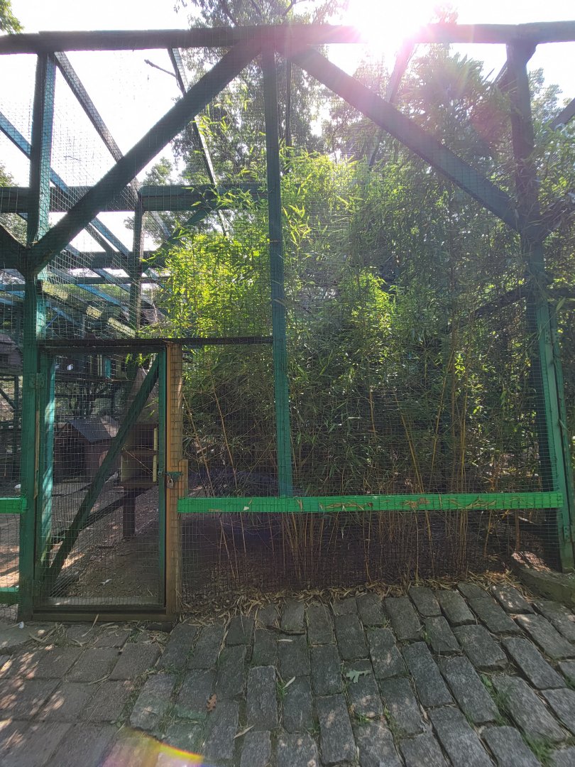 Lupa Zoo - Unsigned, saw domestic pigeons