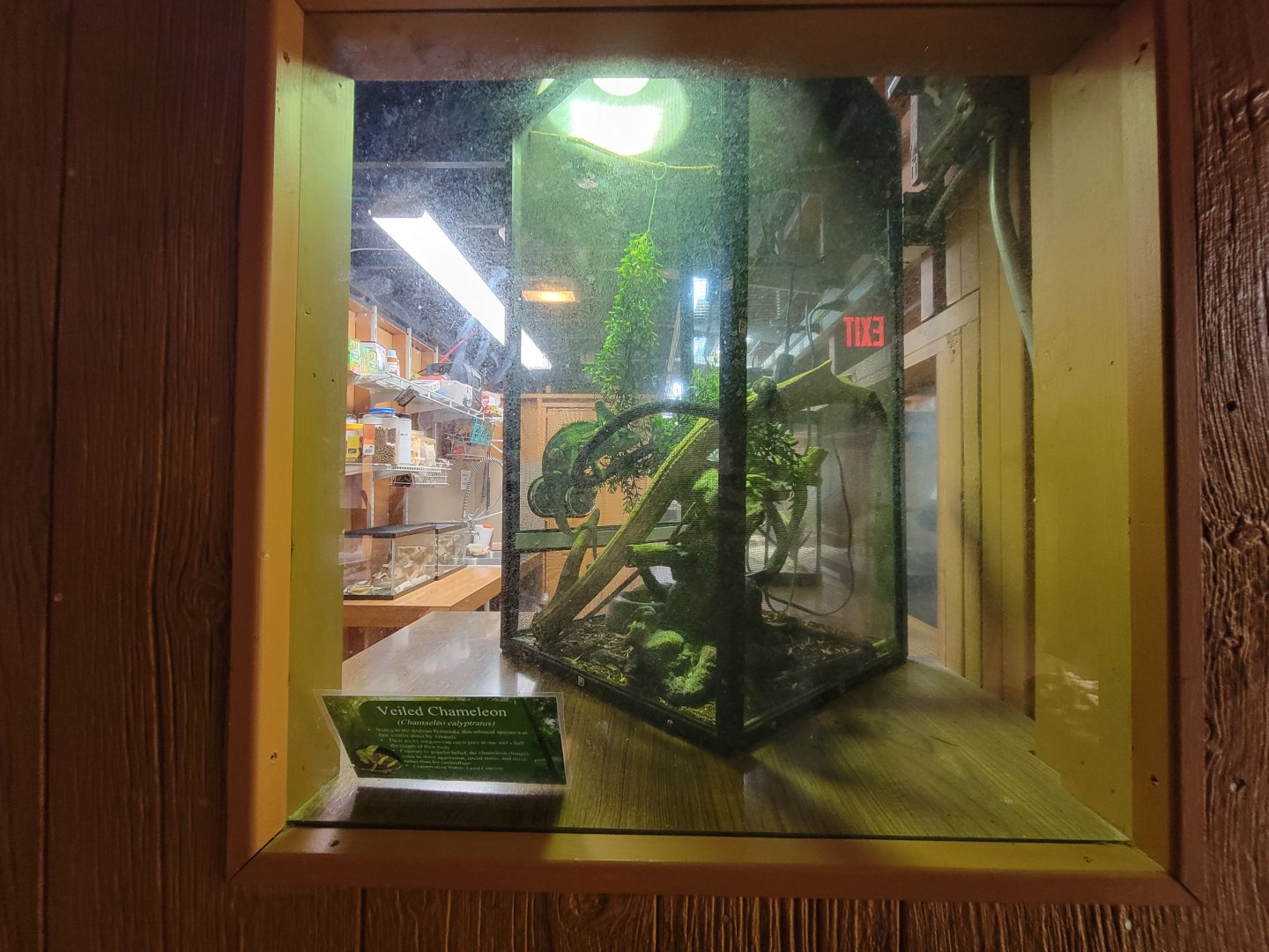 Lupa Zoo - Veiled chameleon