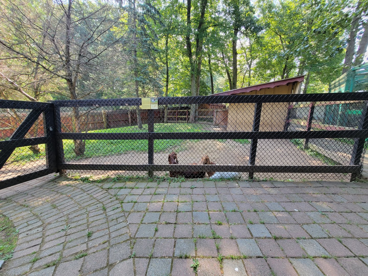 Lupa Zoo - Yes, more goats