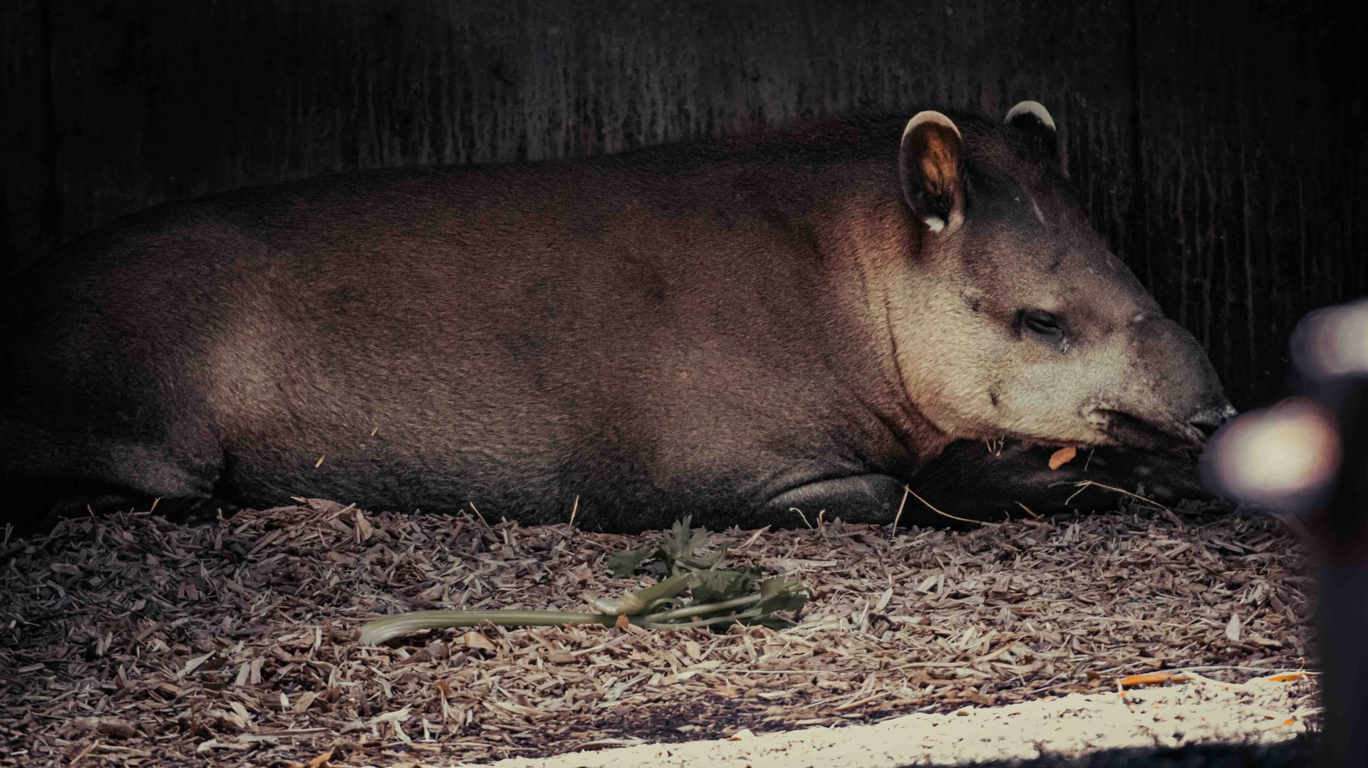 Lupo the Brazilian Tapir