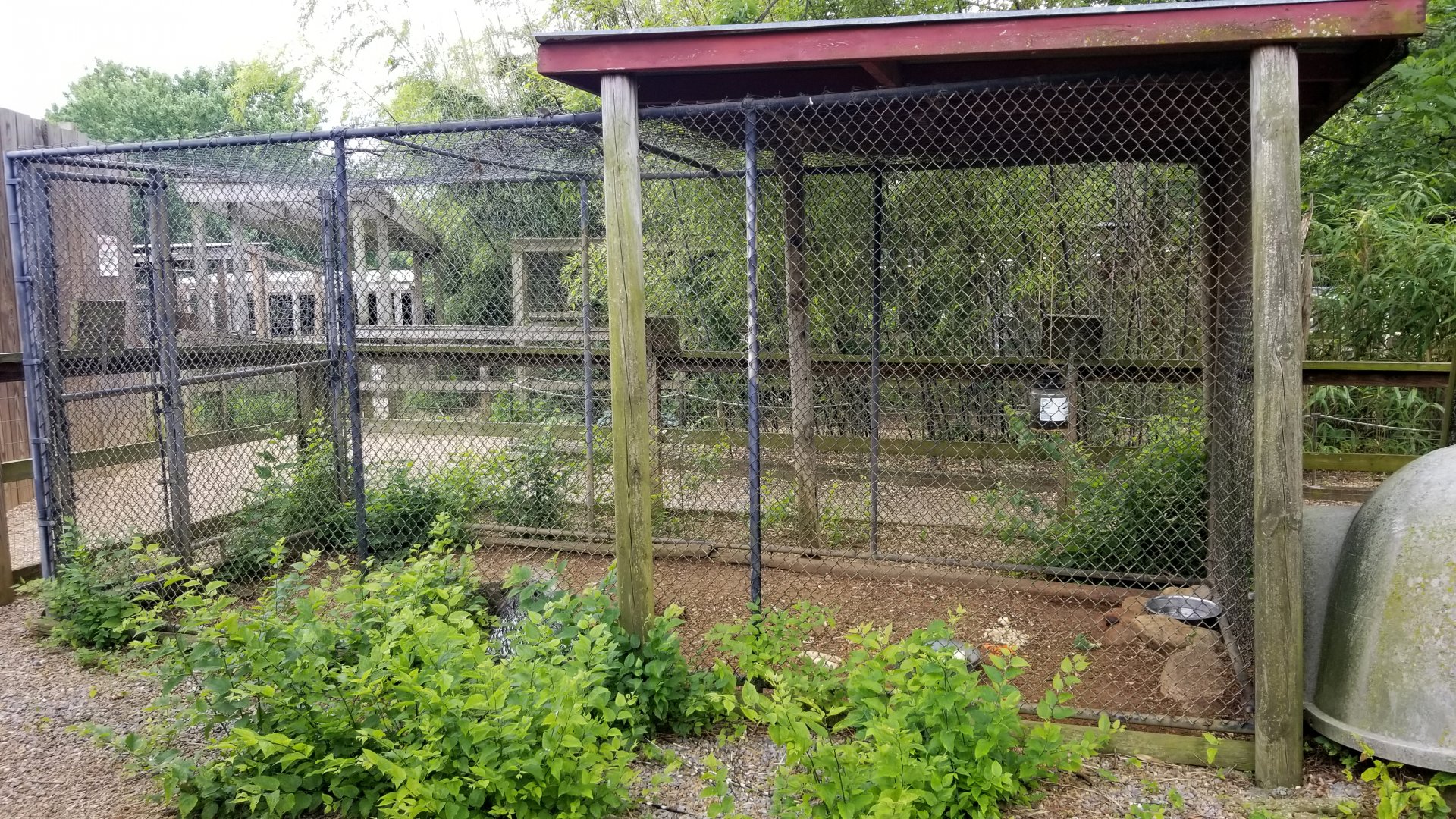 Luray Zoo - African crested porcupine #1