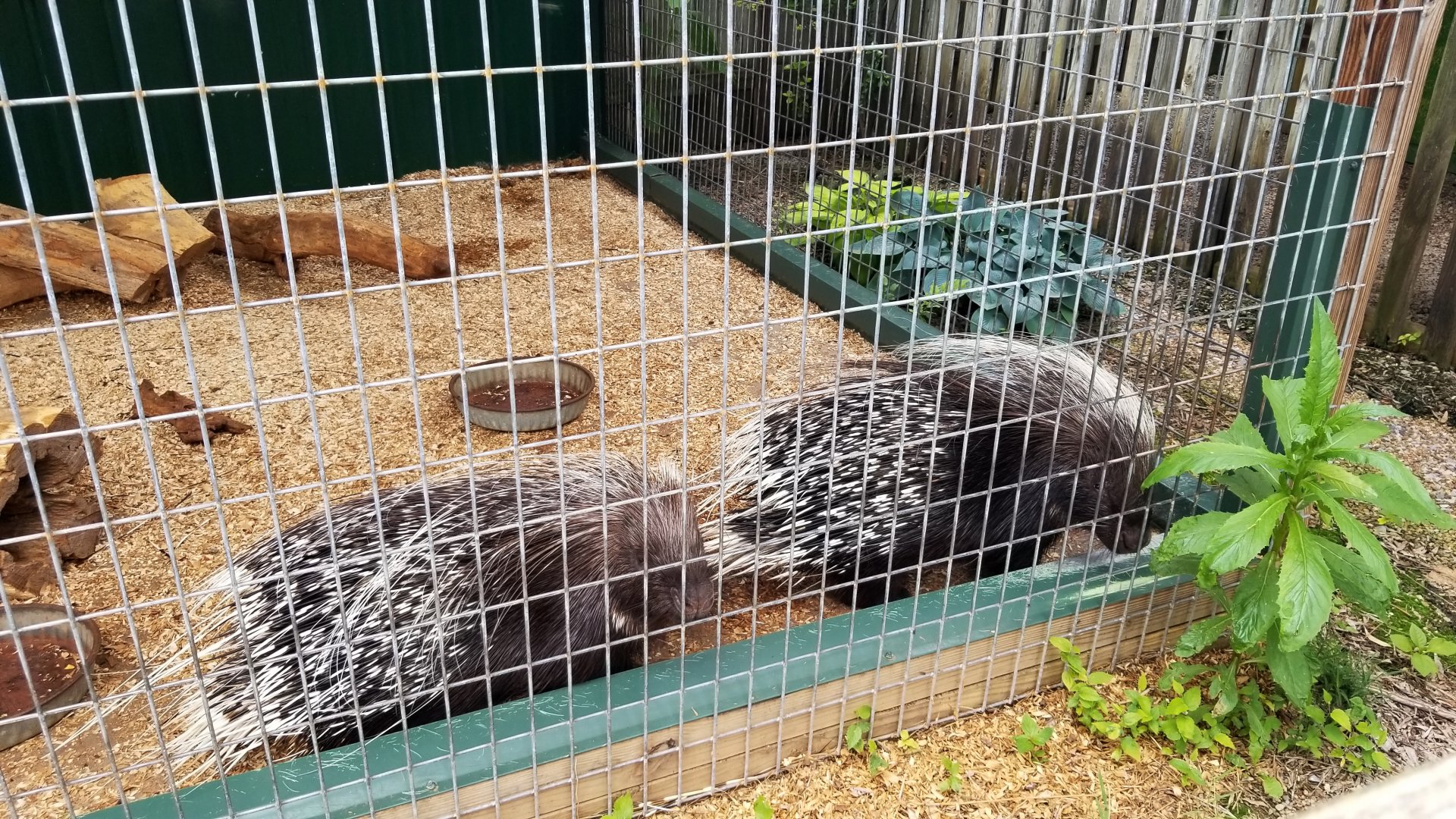 Luray Zoo - African crested porcupine #2