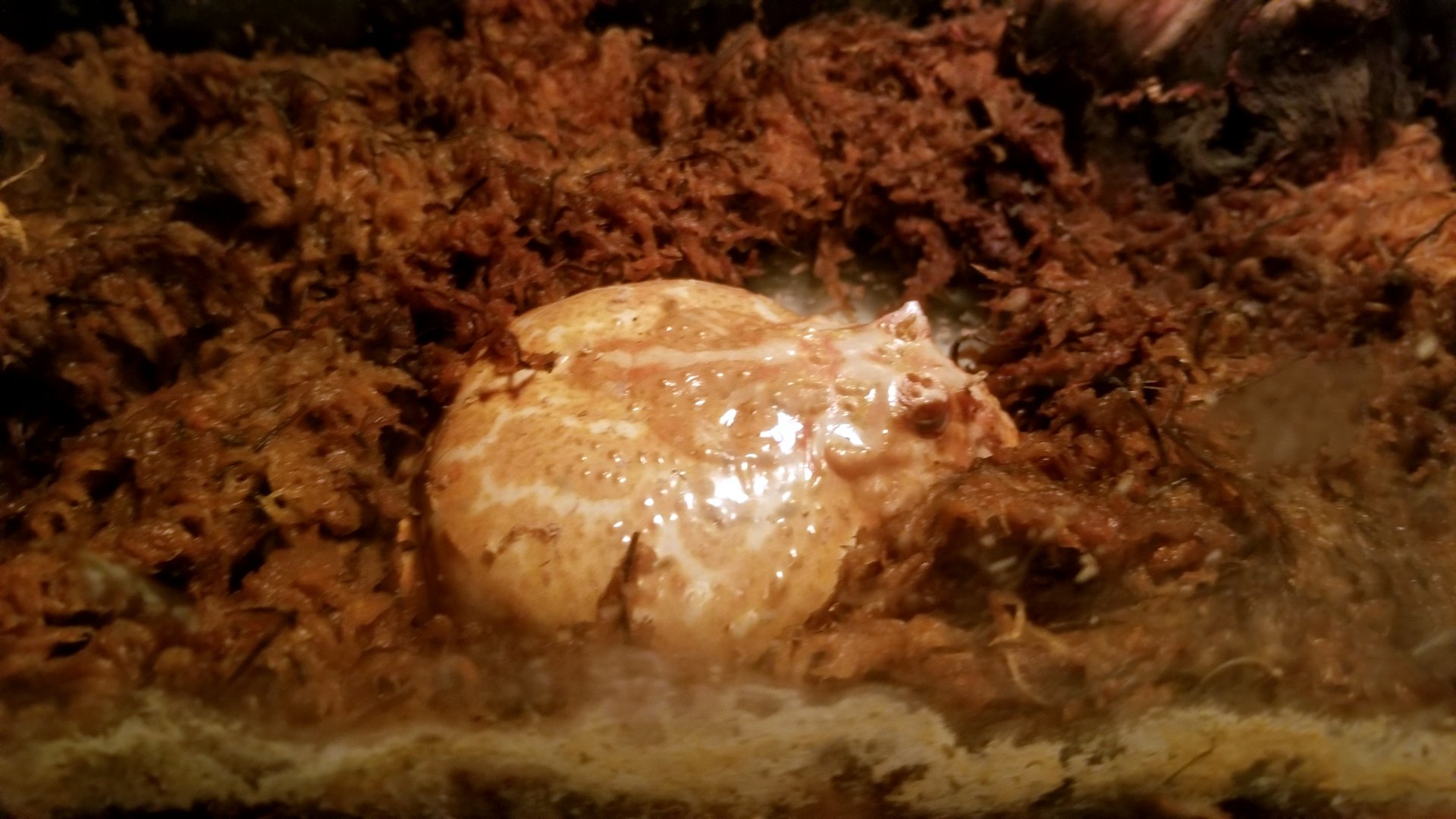 Luray Zoo - Albino argentine horned frog