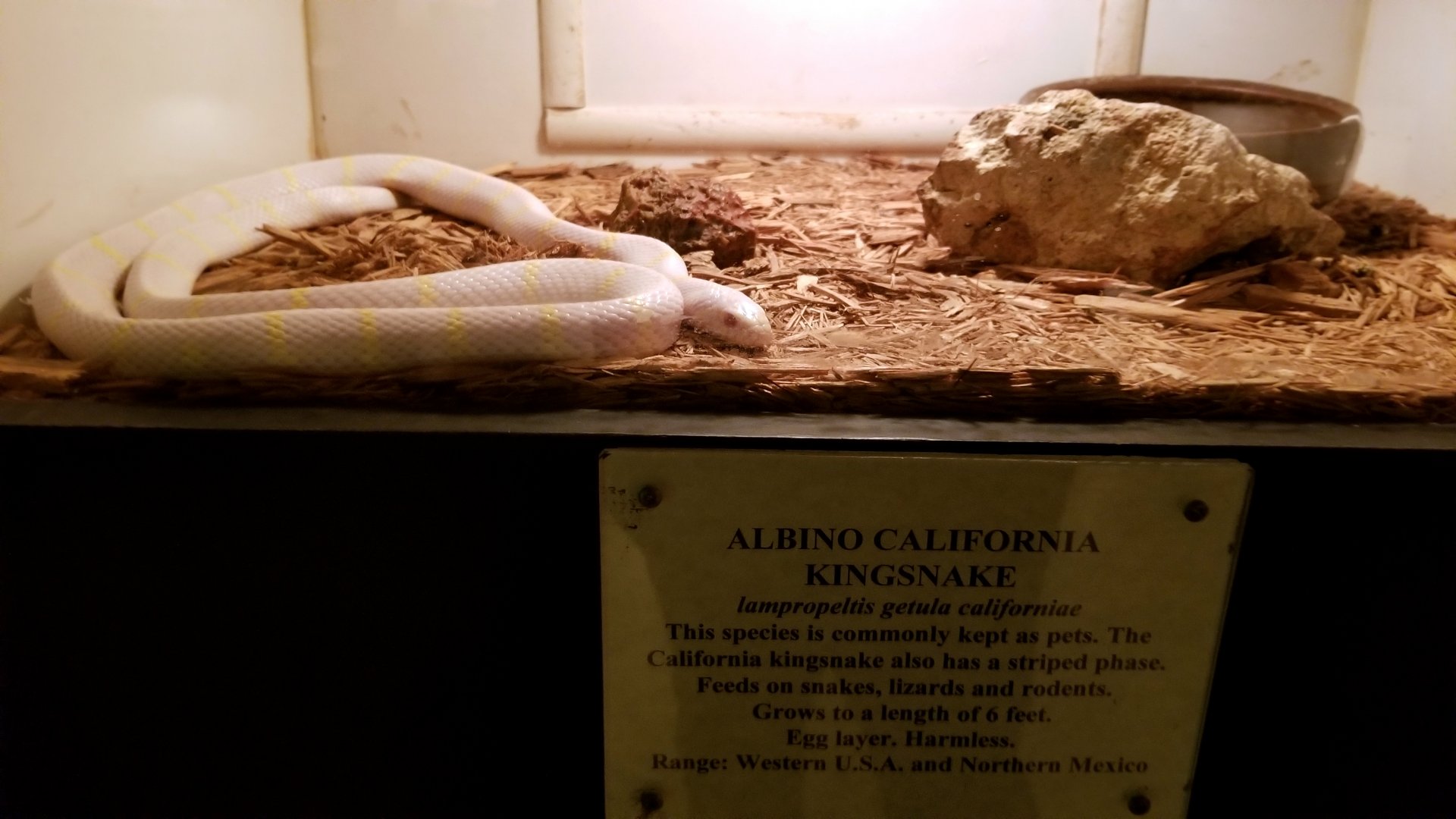 Luray Zoo - Albino california kingsnake