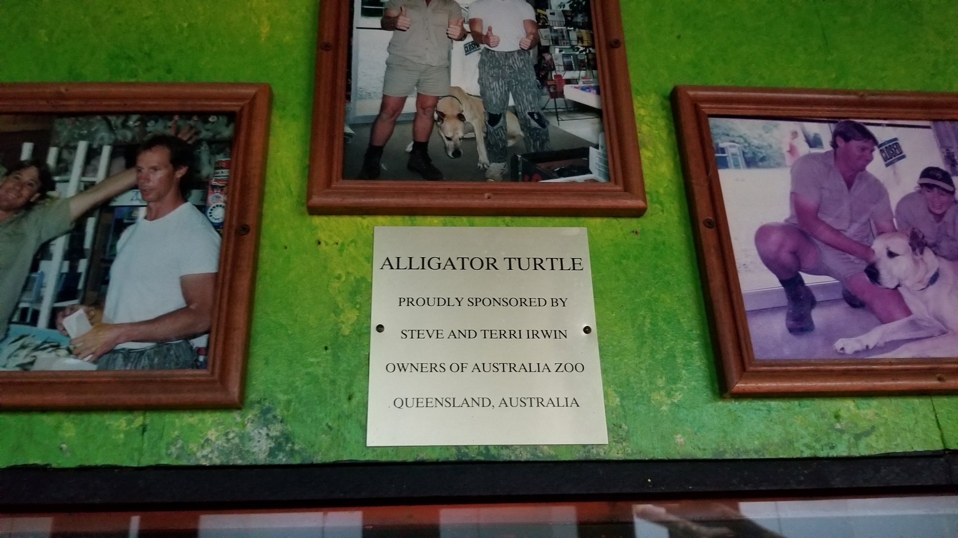 Luray Zoo - "Alligator Turtle proudly sponsored by Steve and Terri Irwin"
