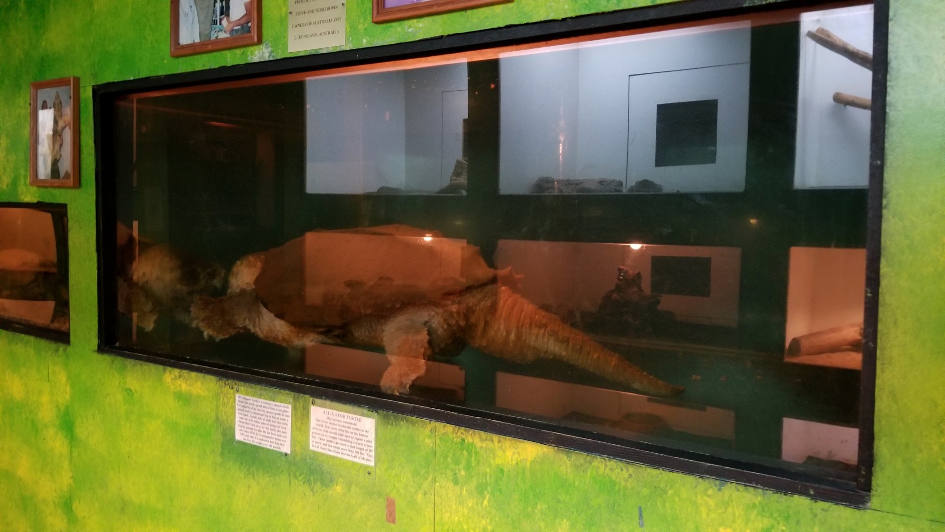 Luray Zoo - Alligator turtle