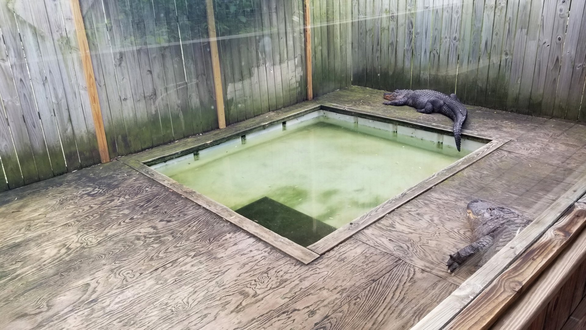 Luray Zoo - American alligators