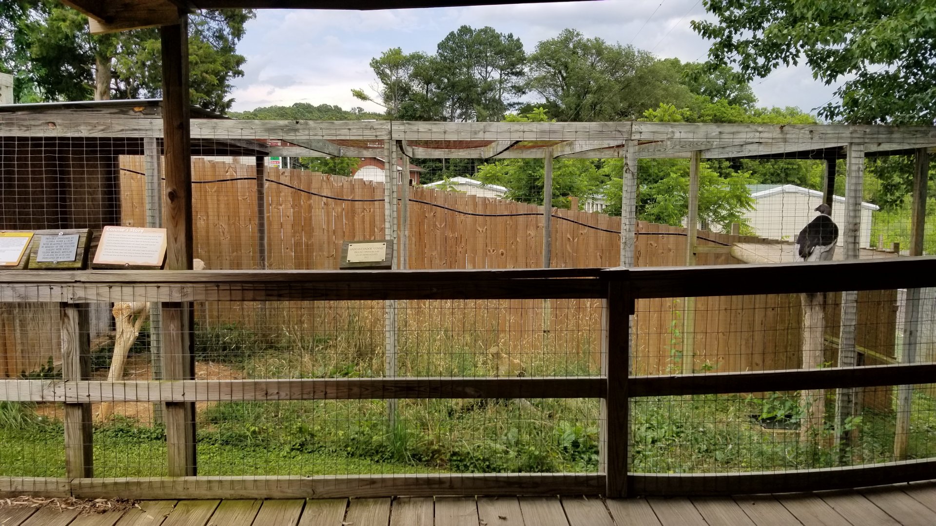 Luray Zoo - Andean condor
