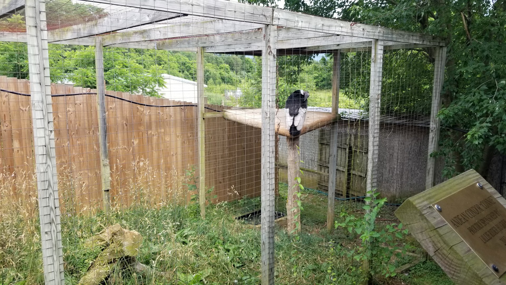 Luray Zoo - Andean condor