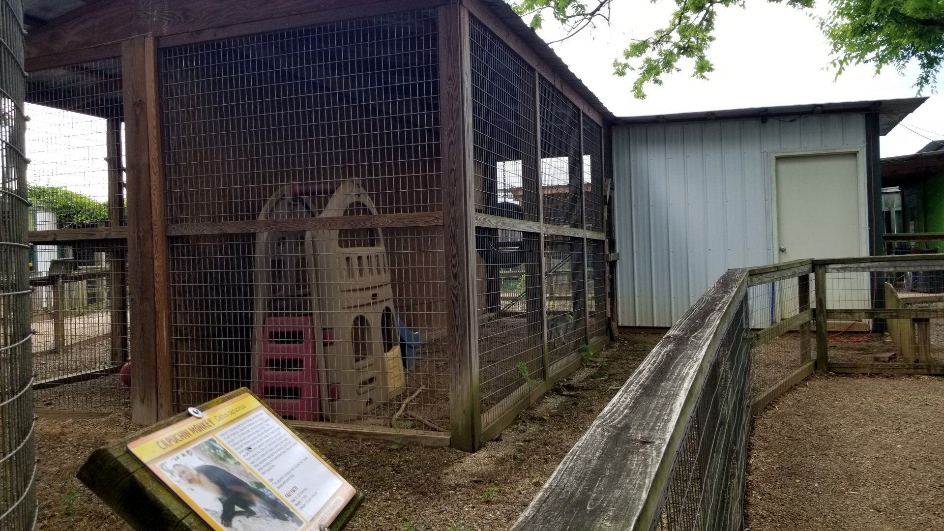 Luray Zoo - Back view of vervet exhibit