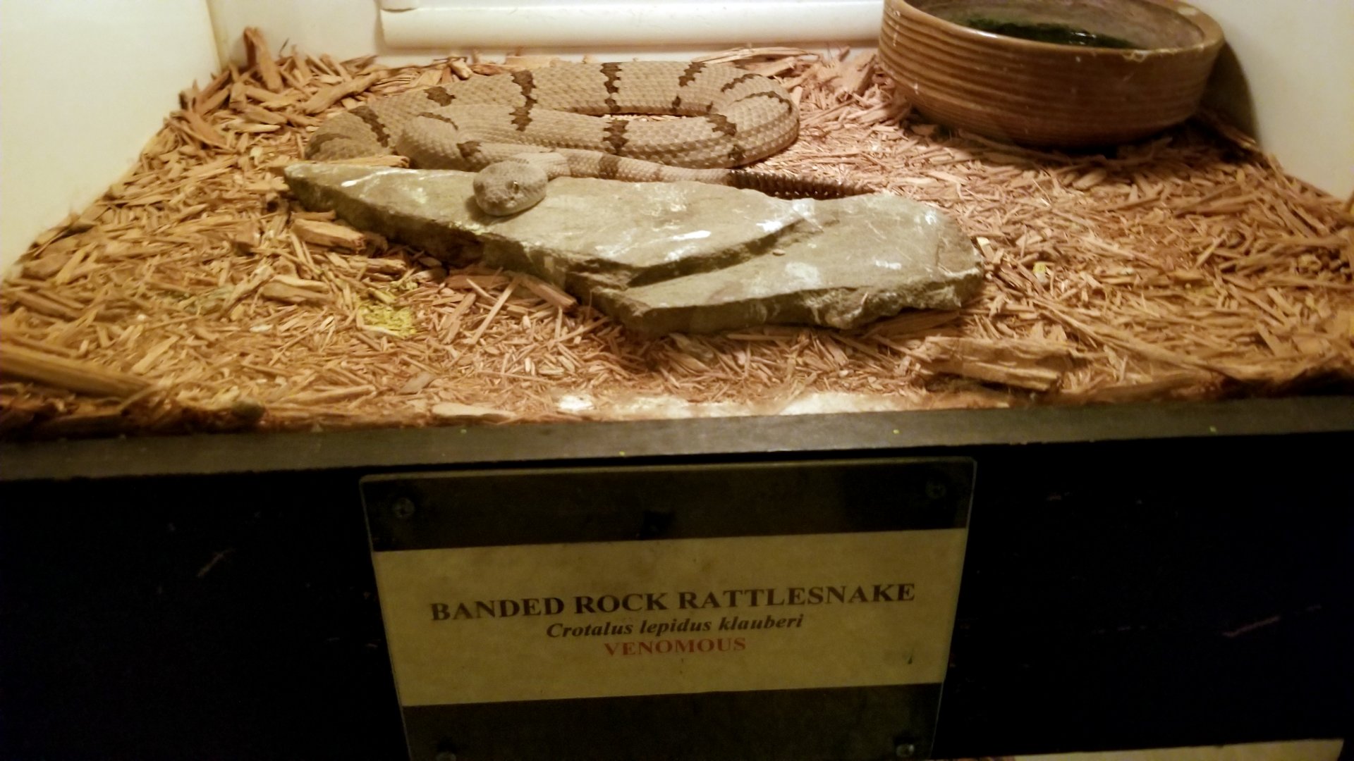 Luray Zoo - Banded rock rattlesnake