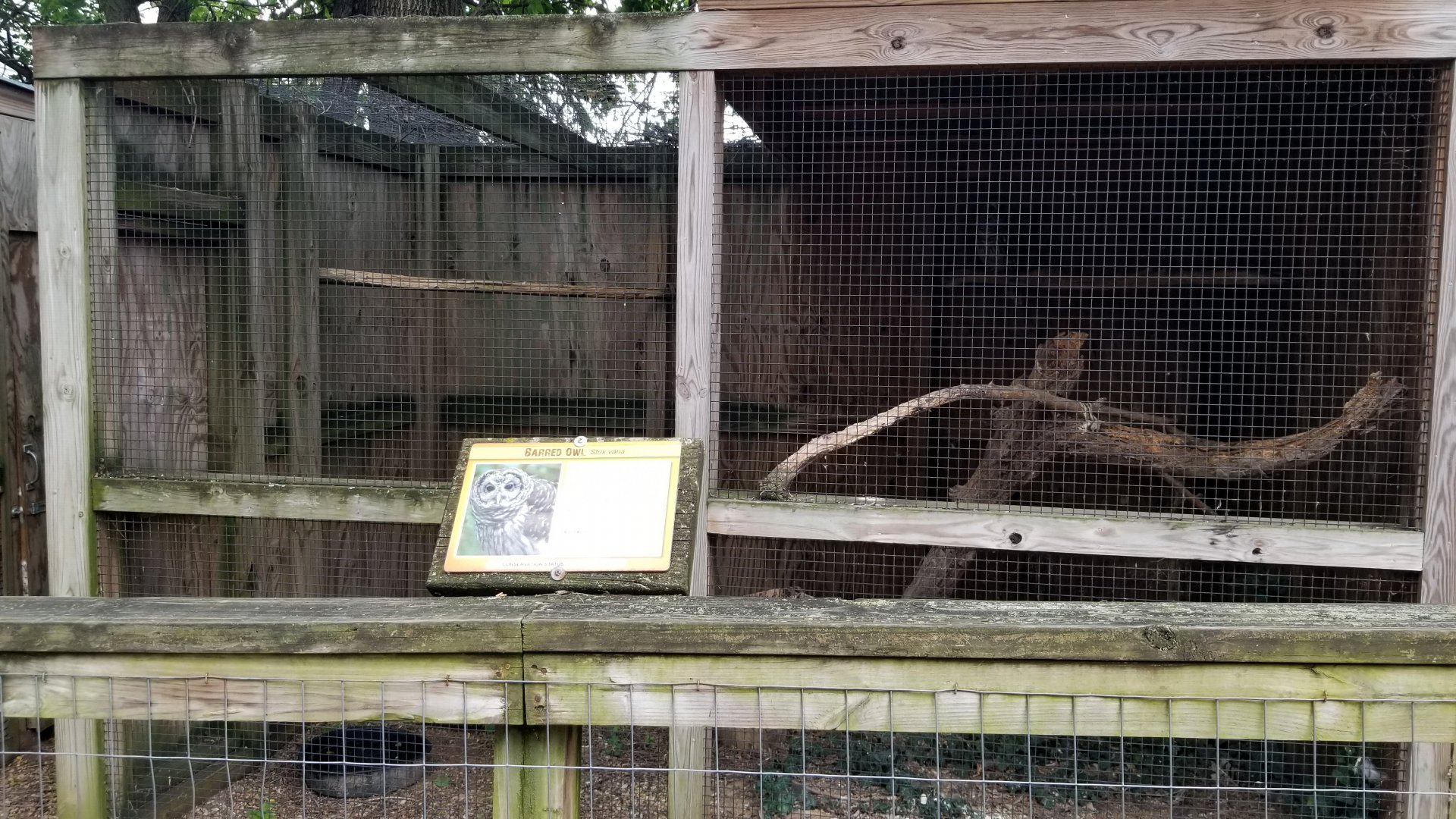 Luray Zoo - Barred owl