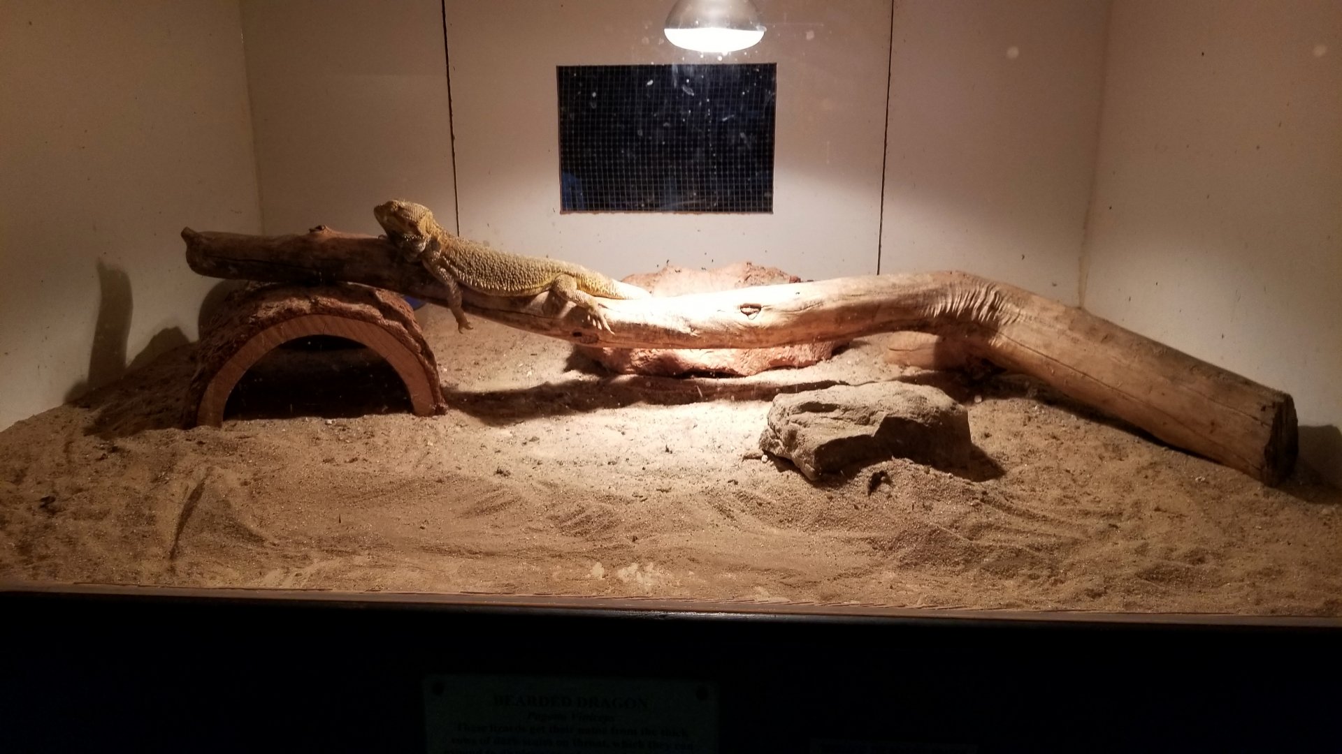 Luray Zoo - Bearded dragon
