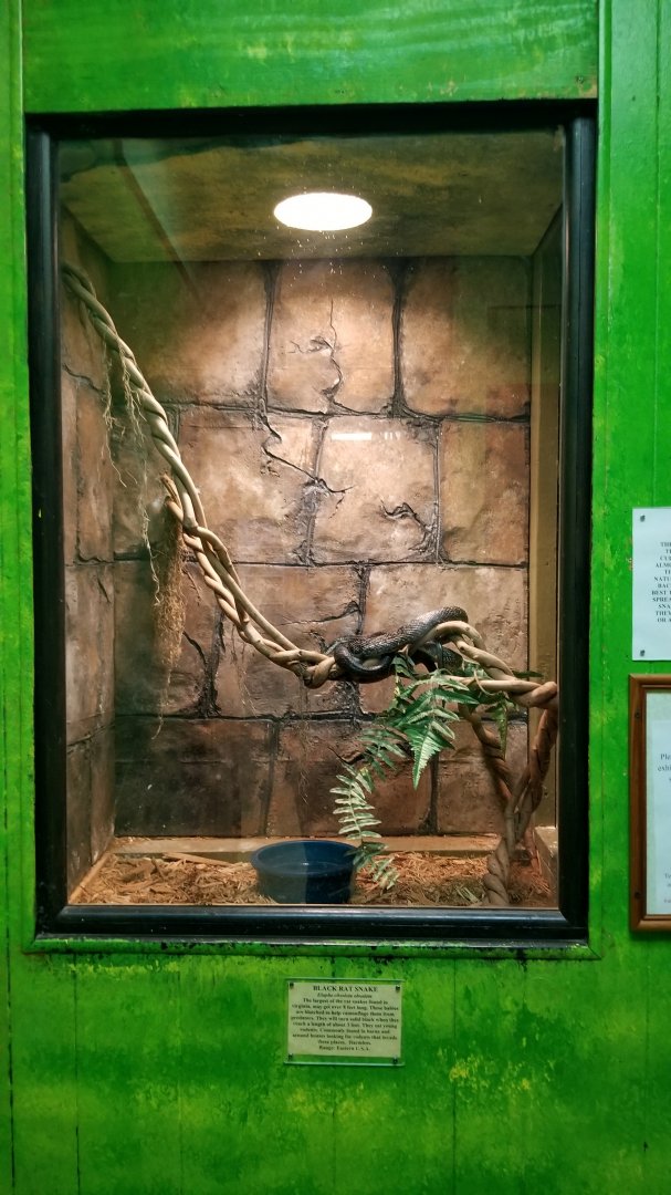 Luray Zoo - Black rat snake