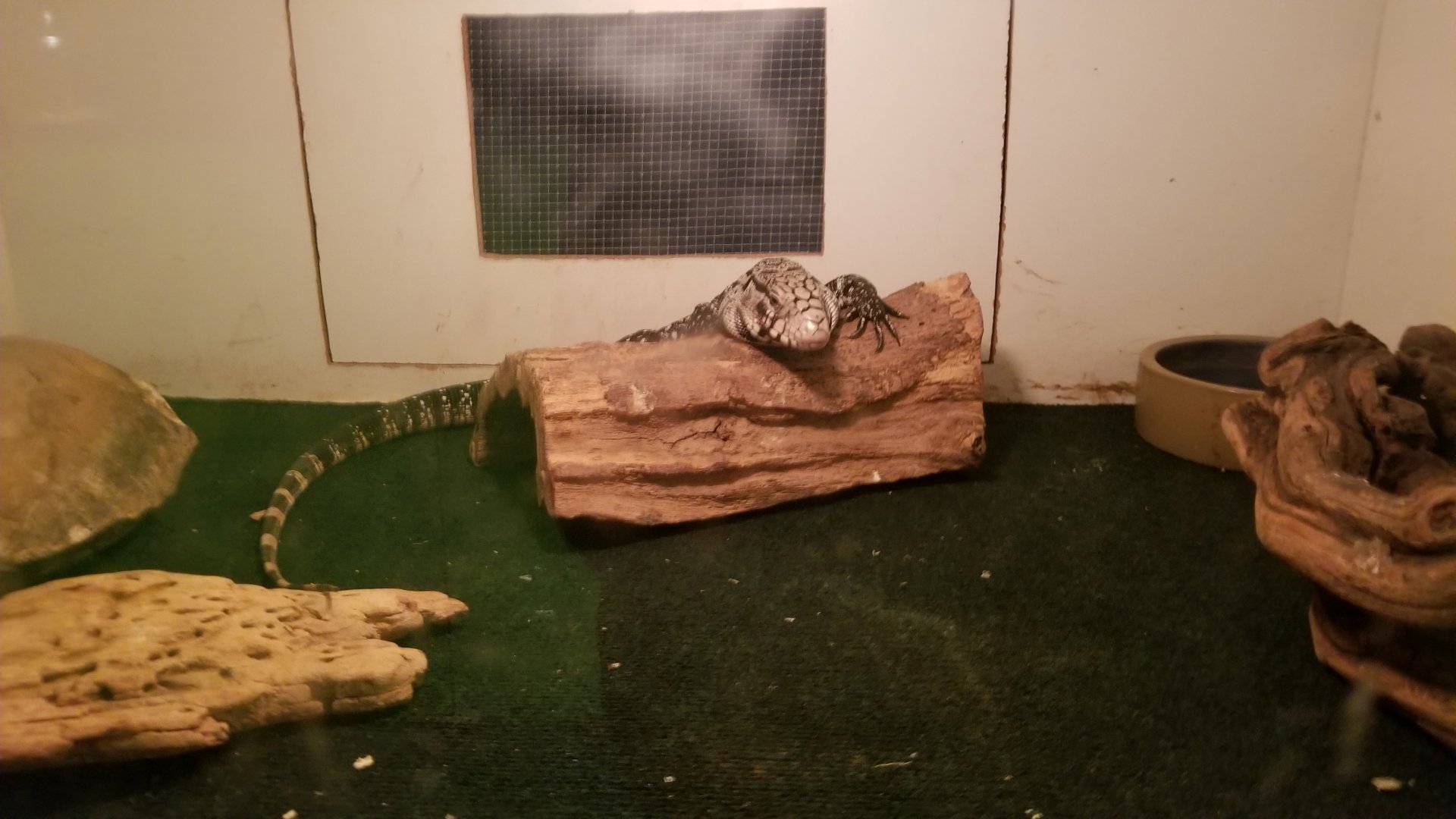 Luray Zoo - Black & white tegu