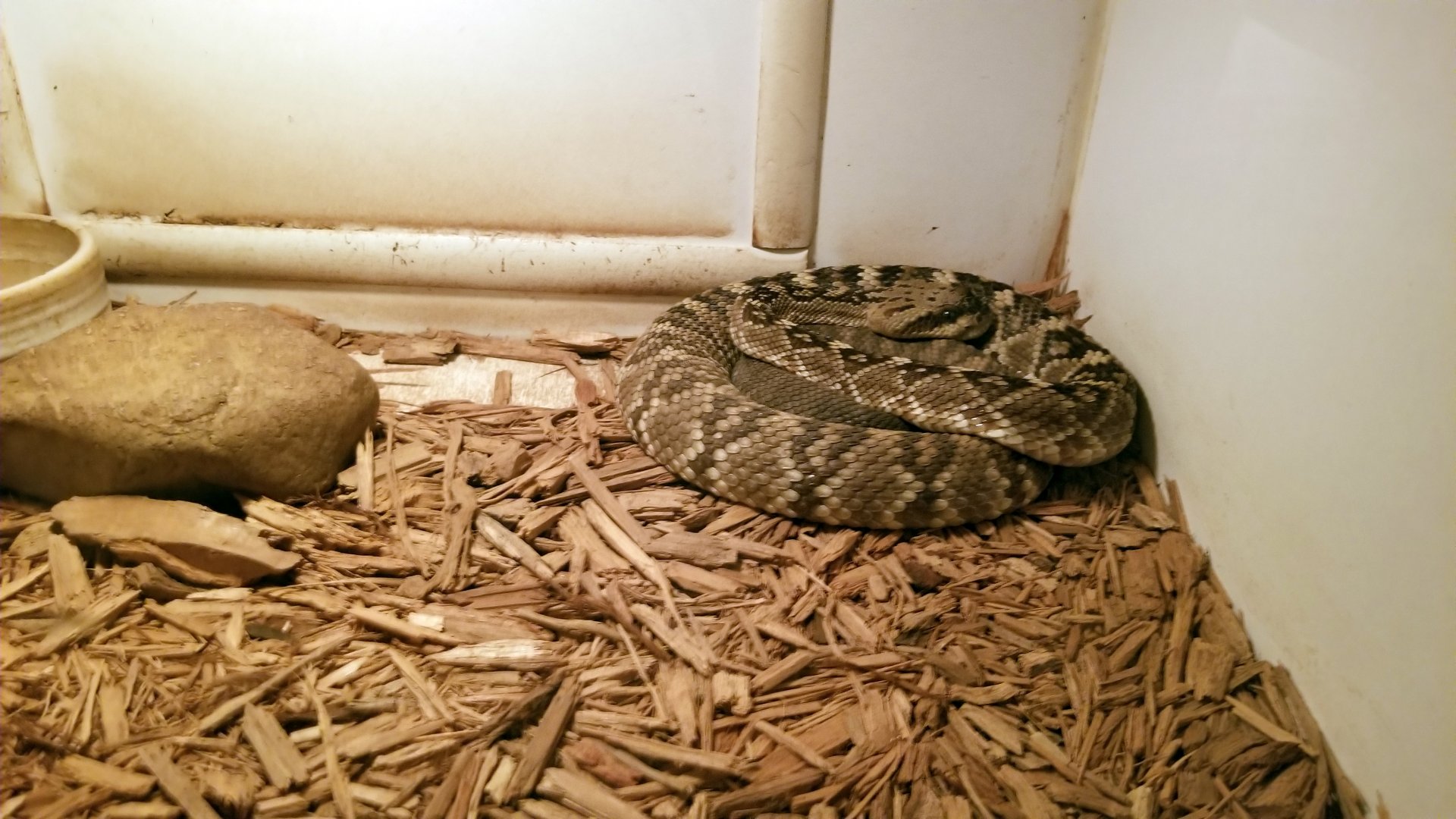 Luray Zoo - Blacktail rattlesnake