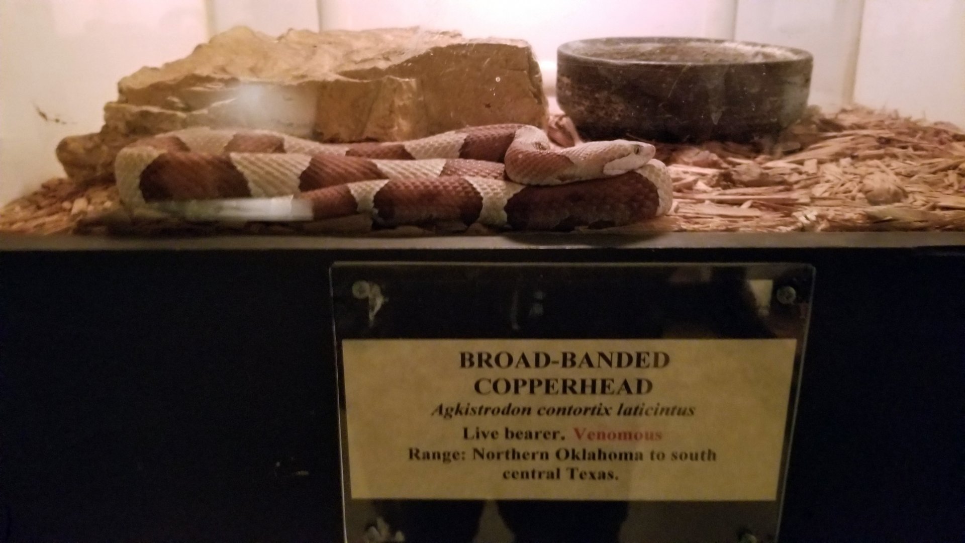 Luray Zoo - Broad-banded copperhead