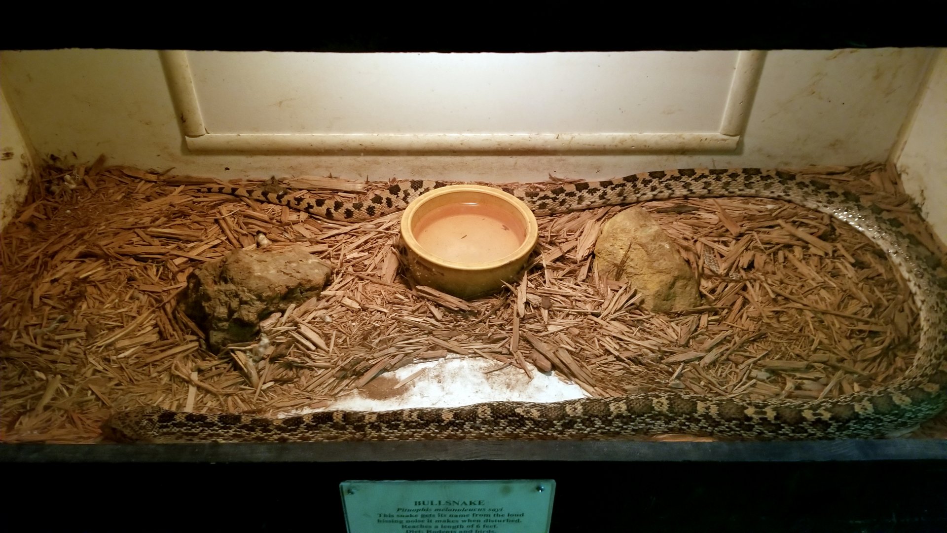 Luray Zoo - Bullsnake