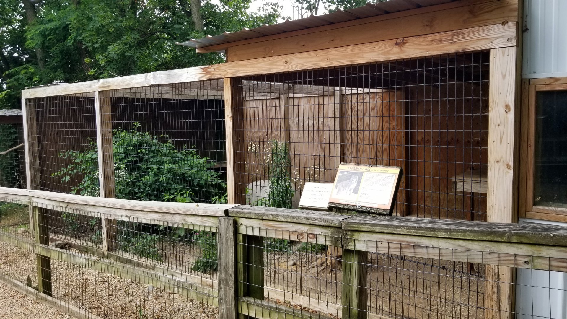 Luray Zoo - Canadian lynx