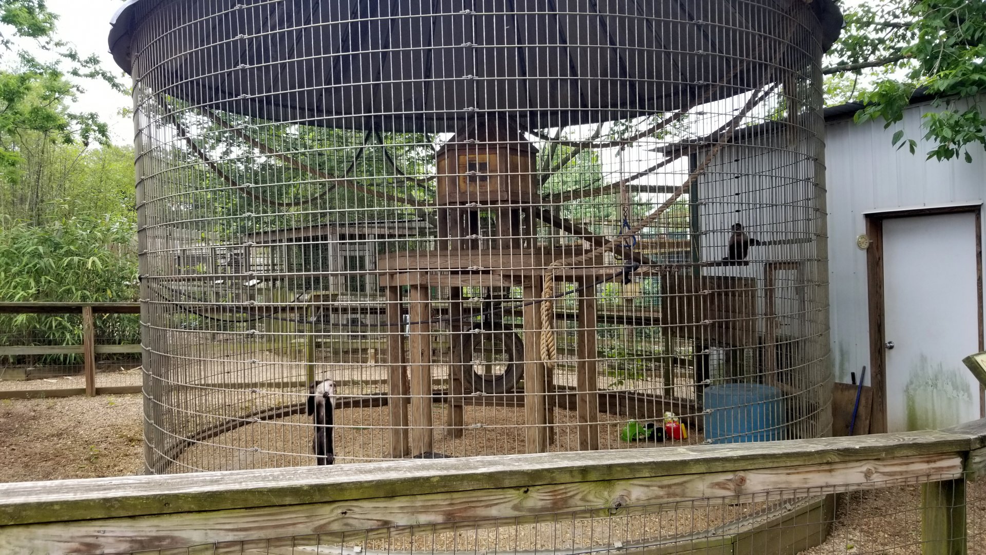 Luray Zoo - Capuchin