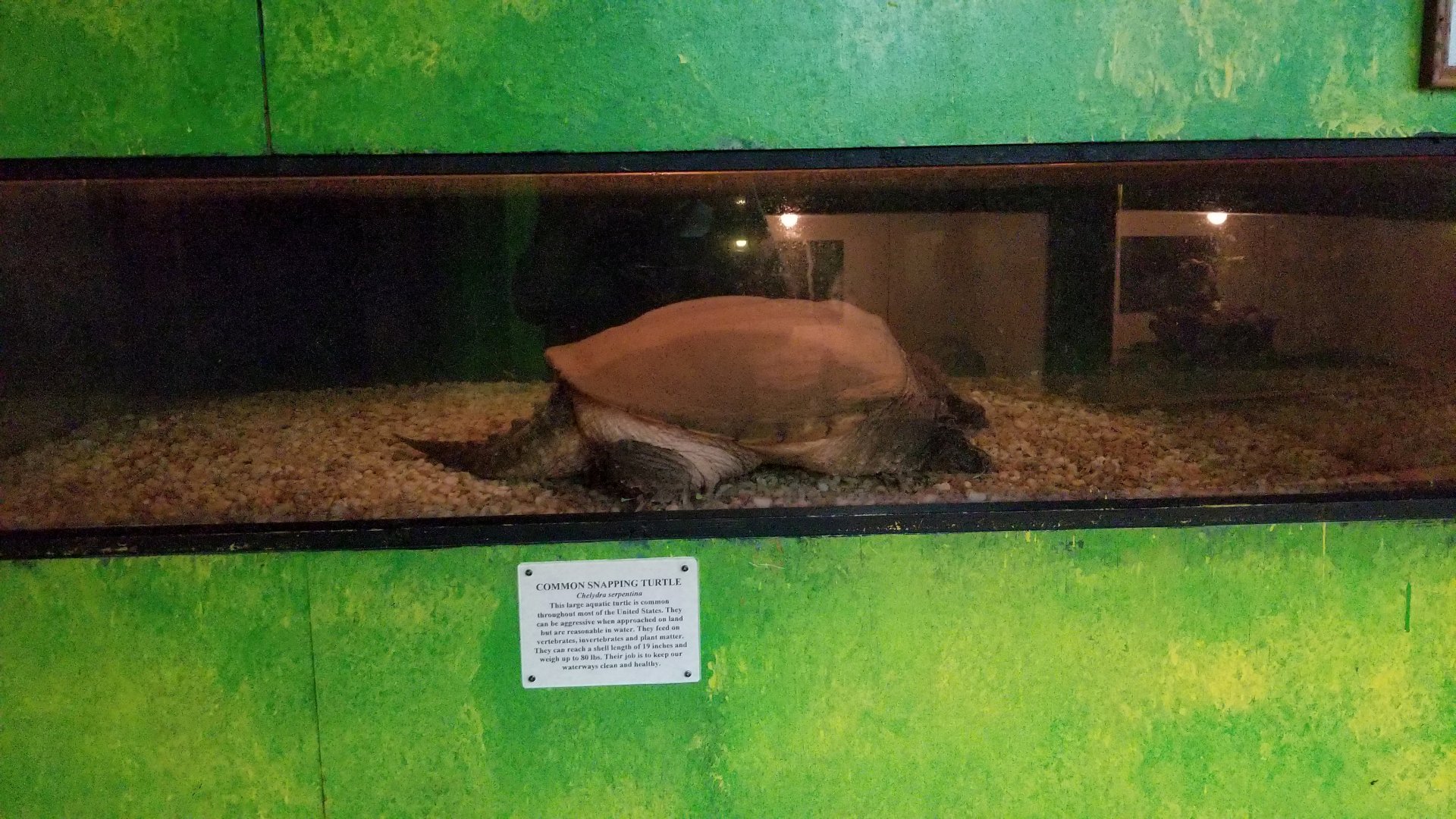 Luray Zoo - Common snapping turtle