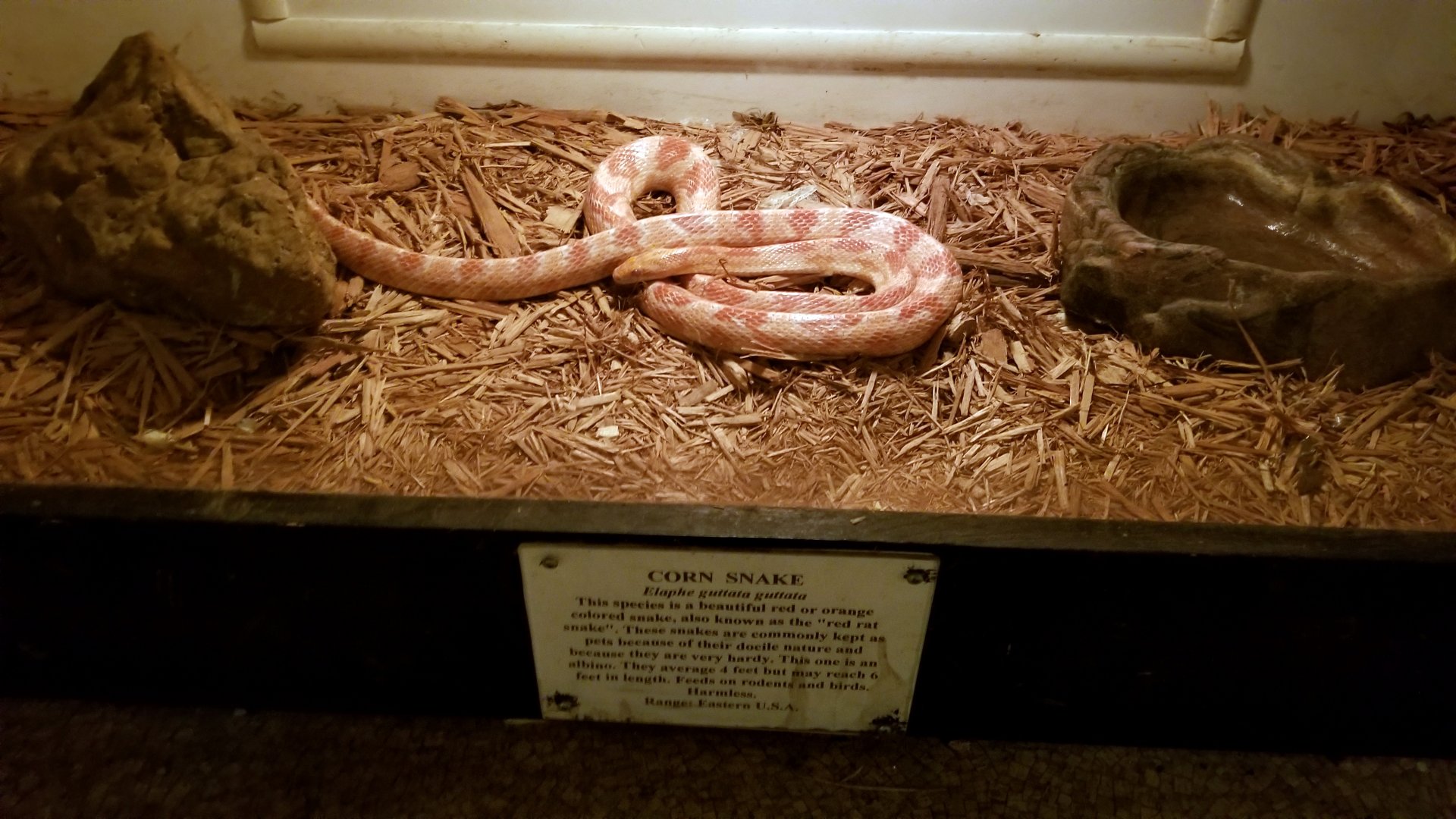 Luray Zoo - corn snake