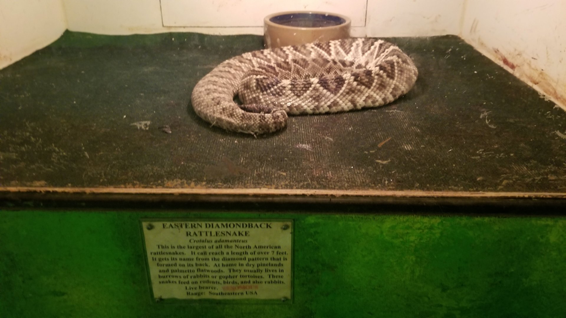 Luray Zoo - Eastern diamondback