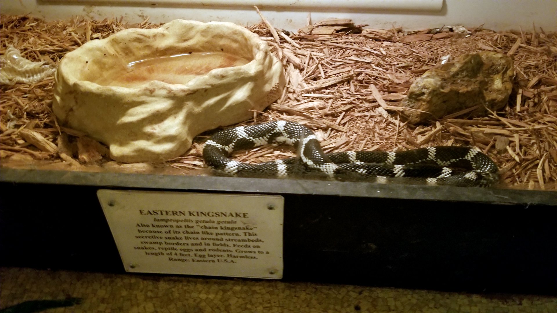 Luray Zoo - Eastern kingsnake