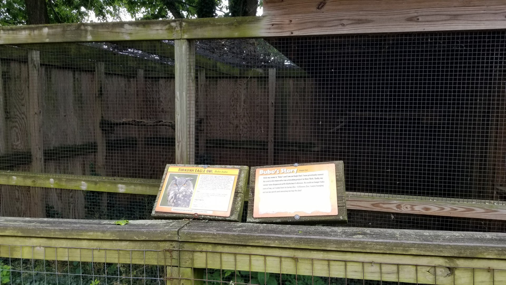 Luray Zoo - Eurasian eagle owl