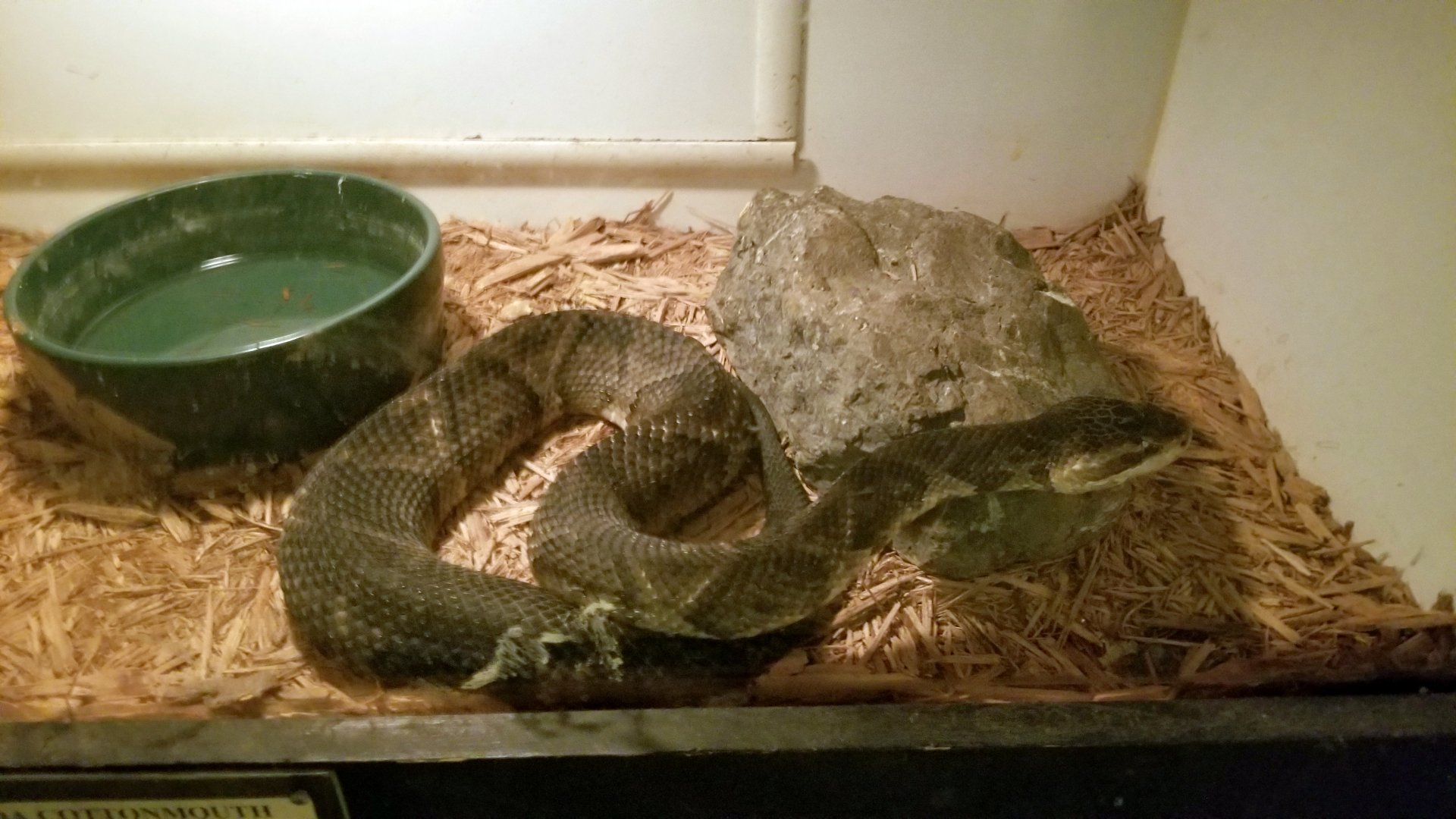 Luray Zoo - Florida cottonmouth