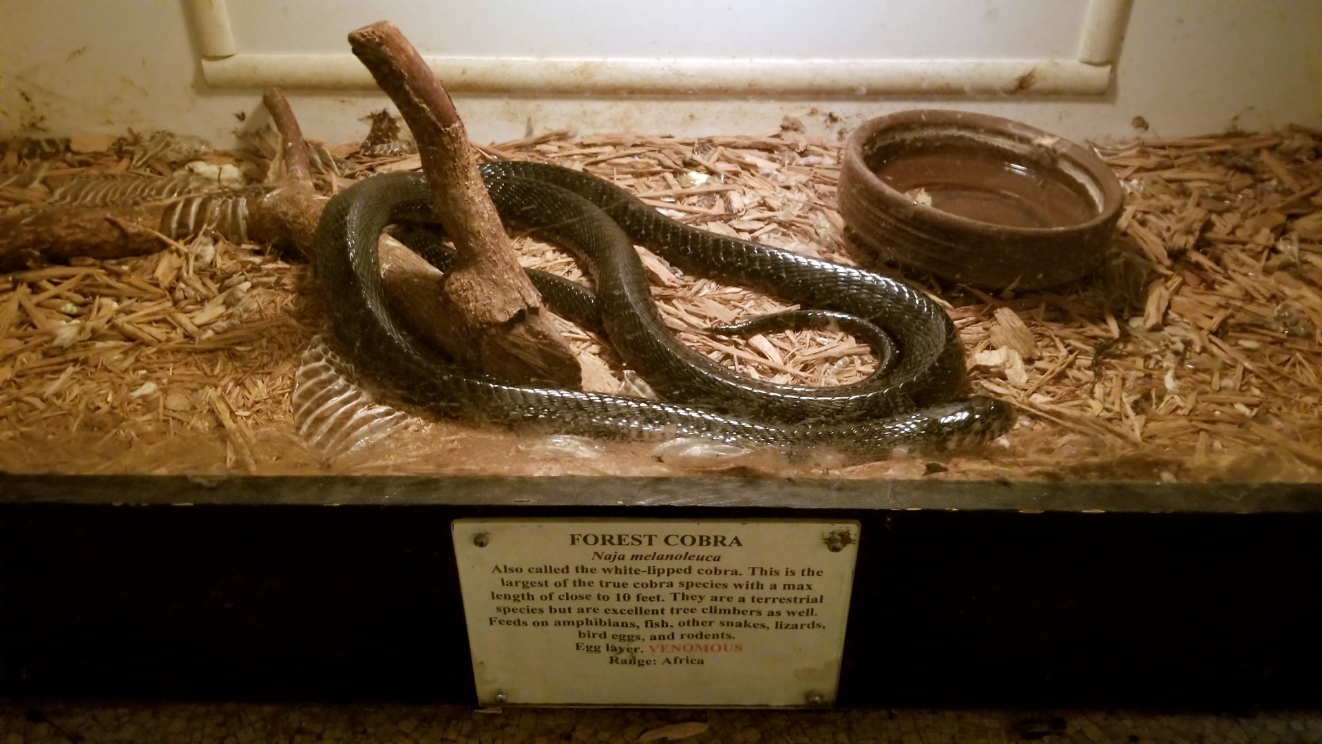Luray Zoo - Forest cobra