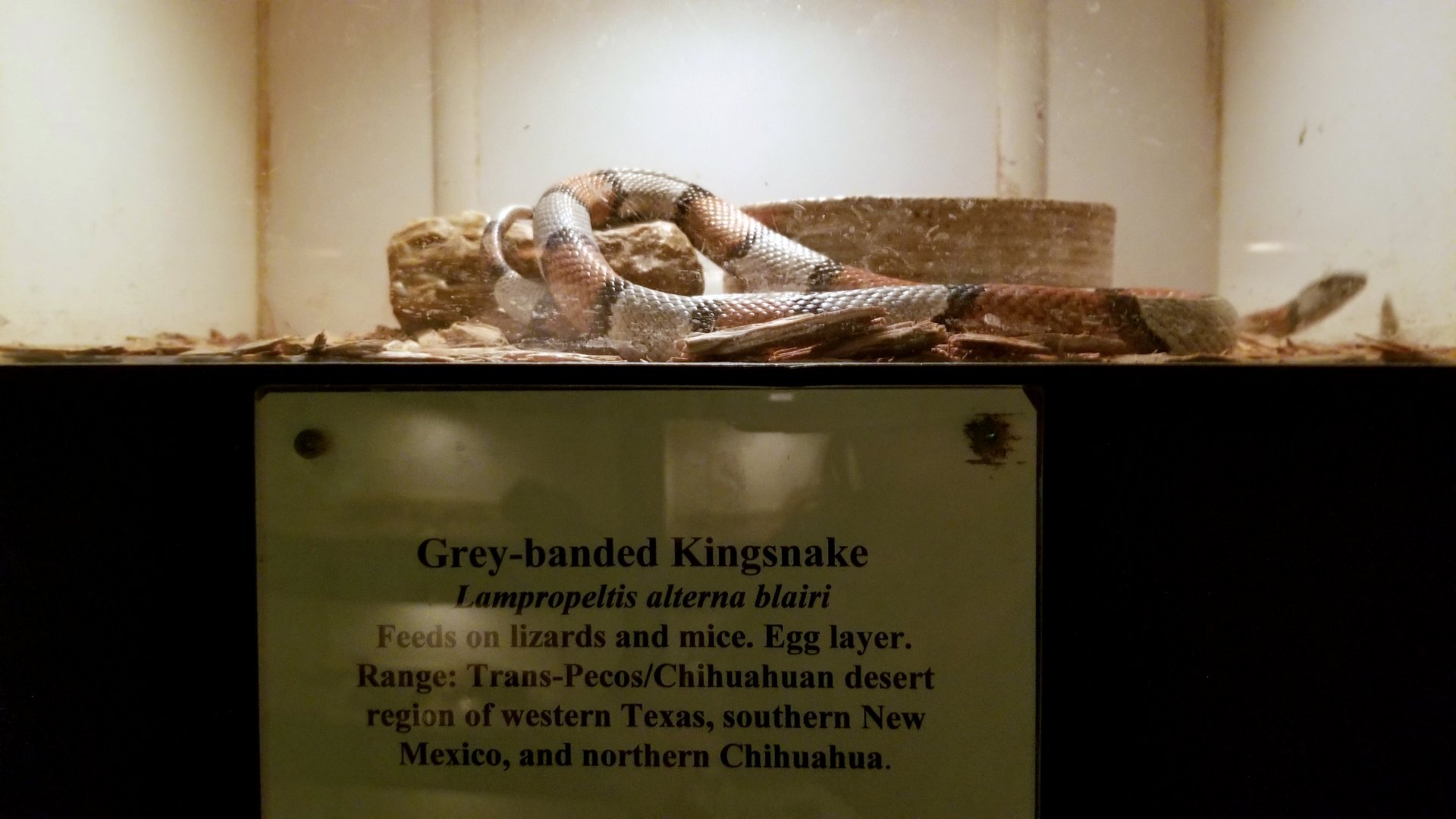 Luray Zoo - Grey-banded kingsnake