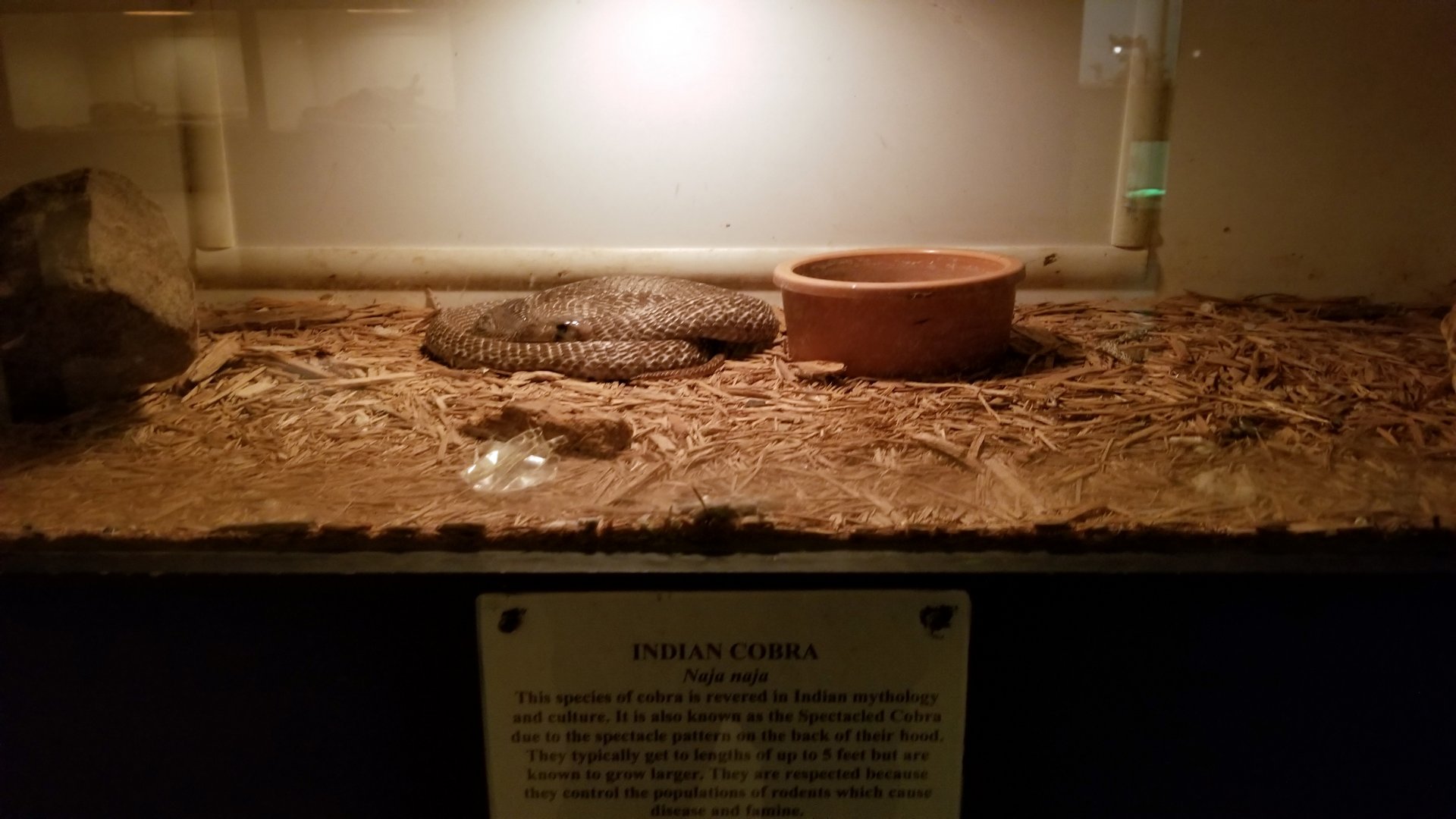 Luray Zoo - Indian cobra