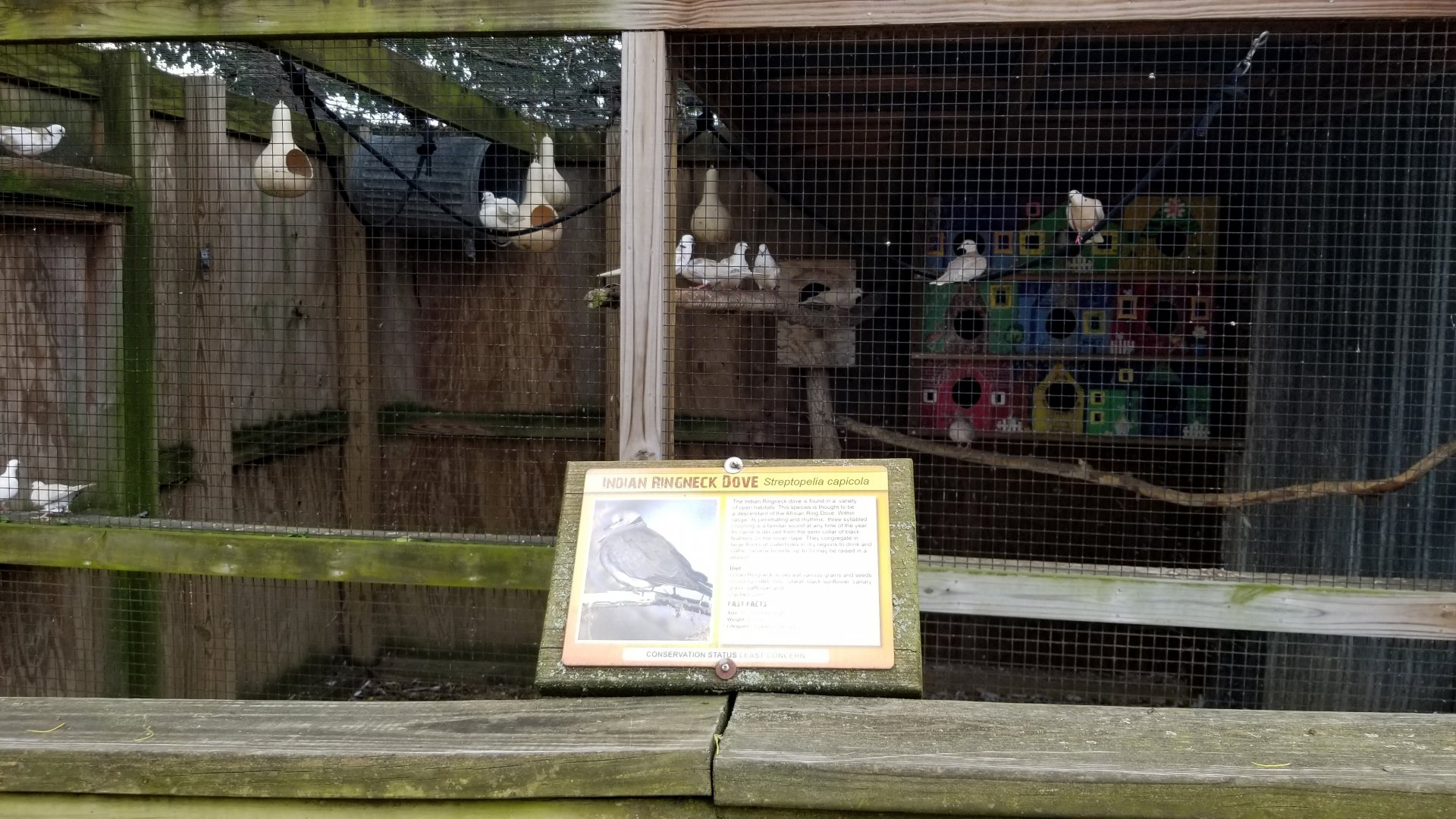 Luray Zoo - Indian ringneck doves