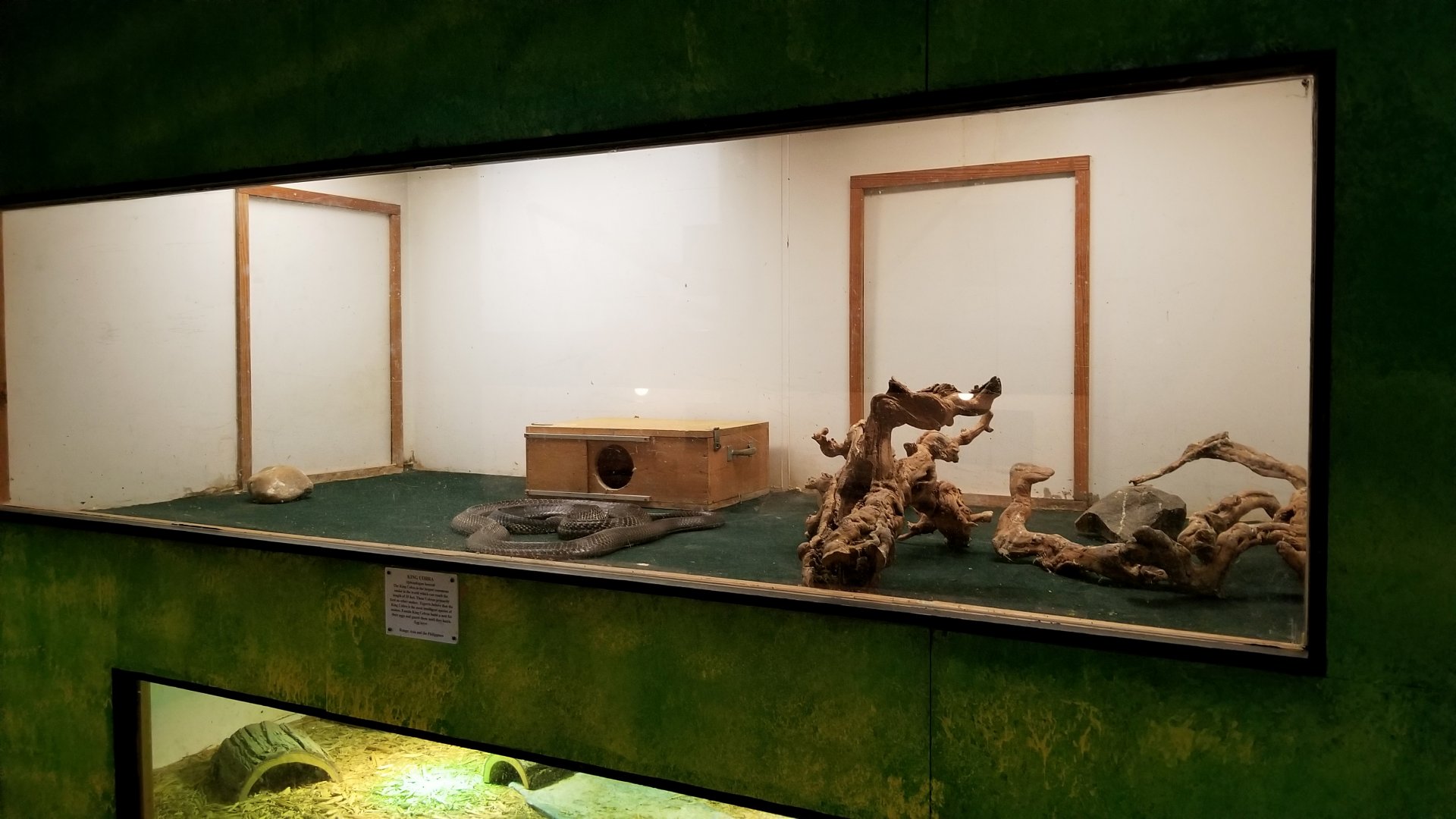 Luray Zoo - King cobra exhibit