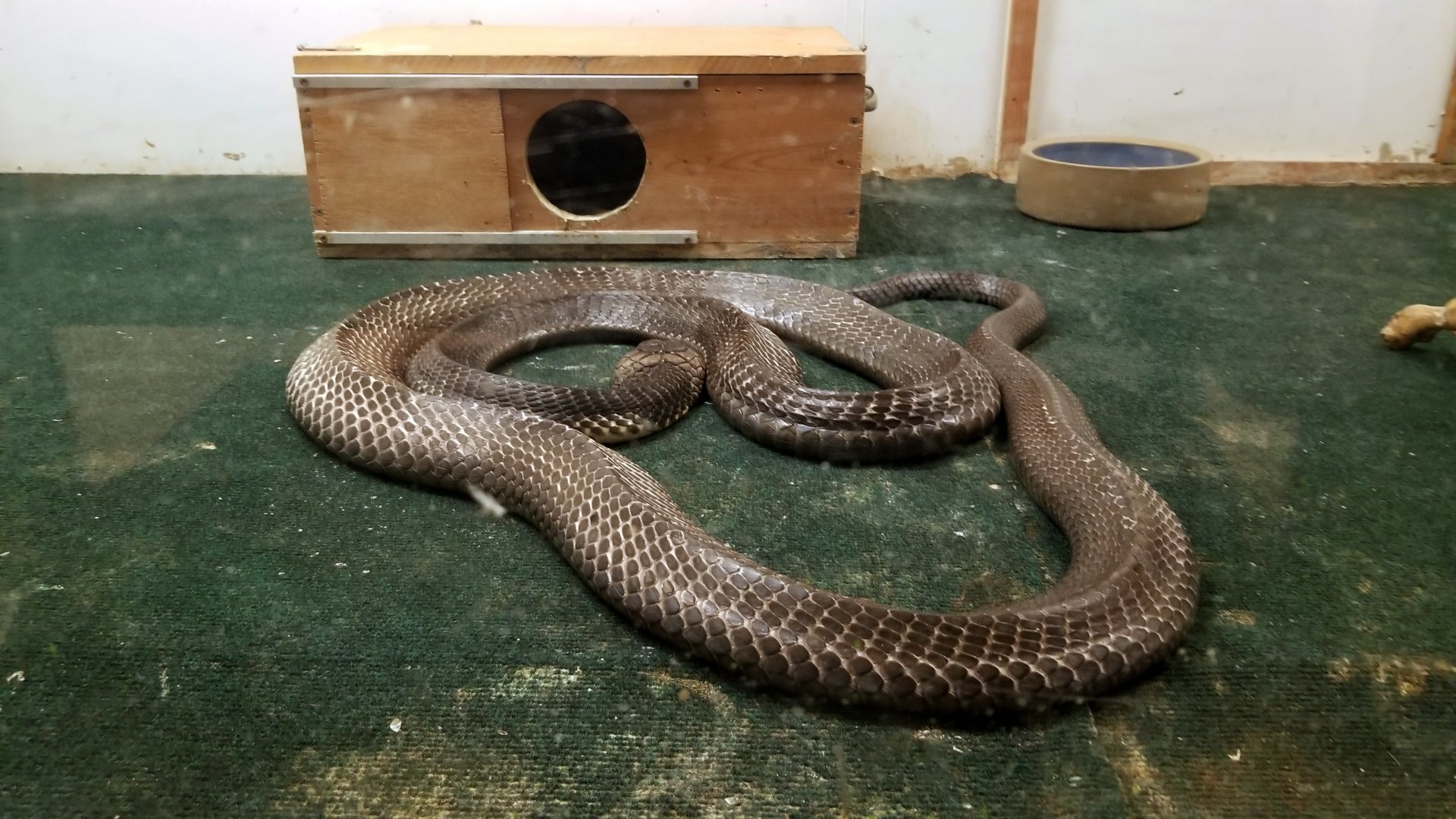 Luray Zoo - King cobra