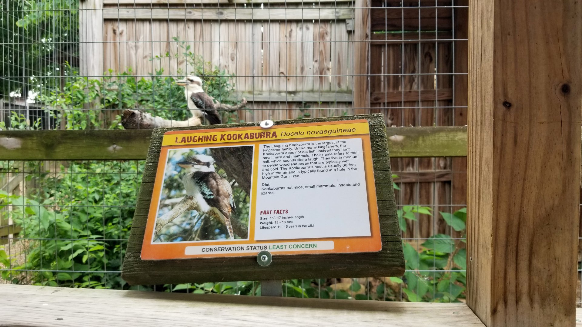 Luray Zoo - Kookaburra