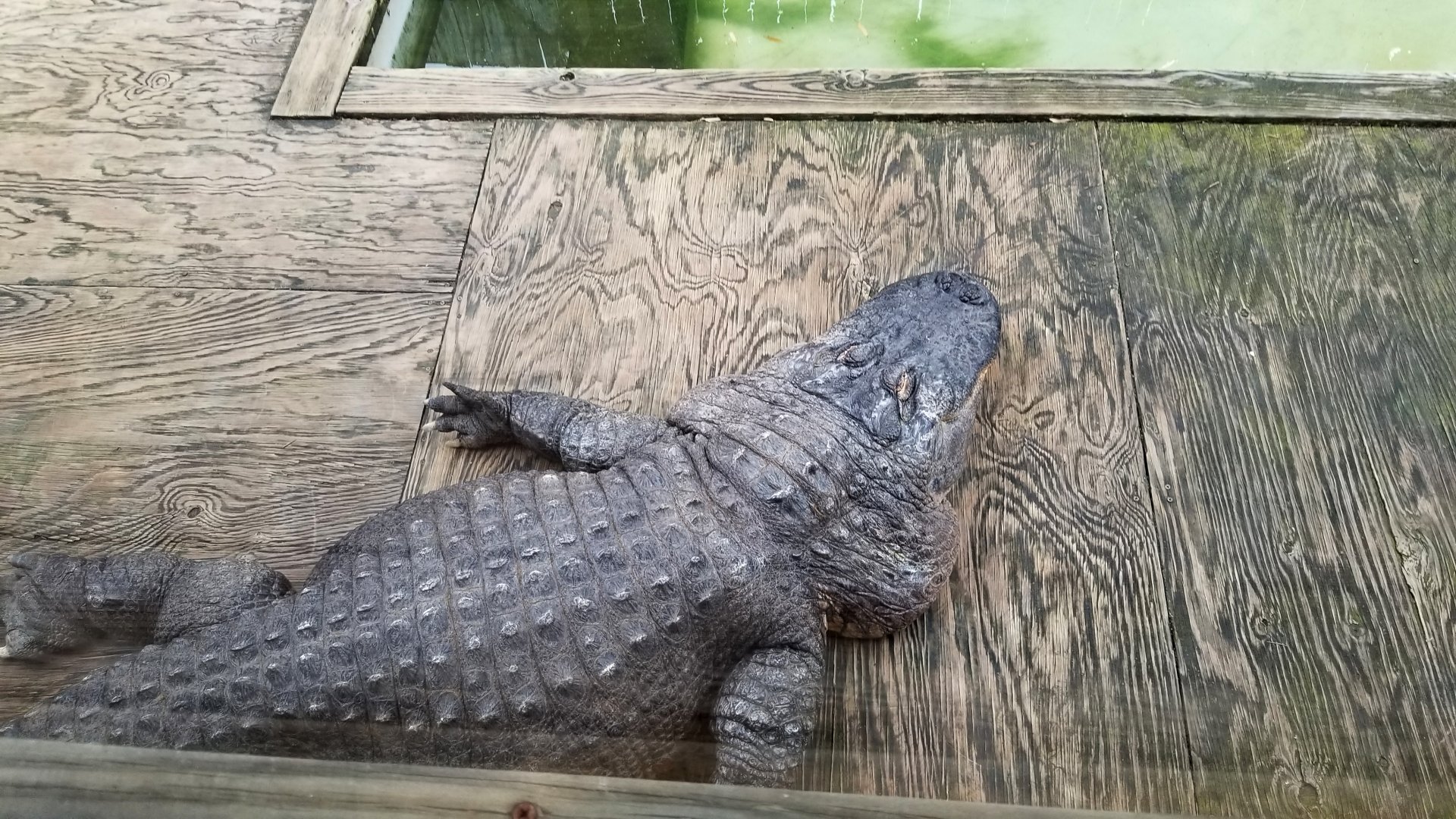 Luray Zoo - Large american alligator