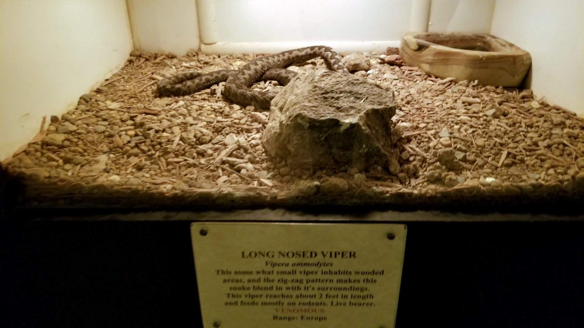 Luray Zoo - Long nosed viper