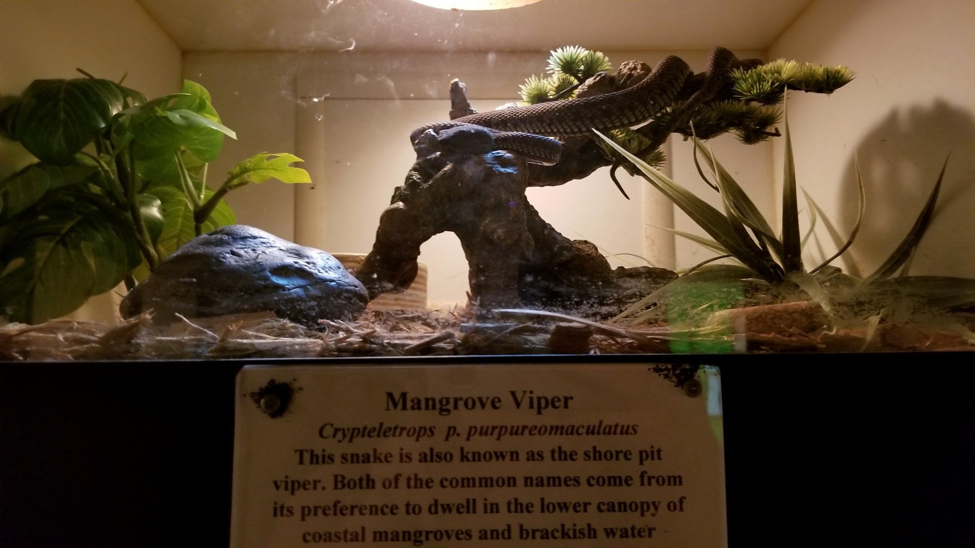 Luray Zoo - Mangrove viper
