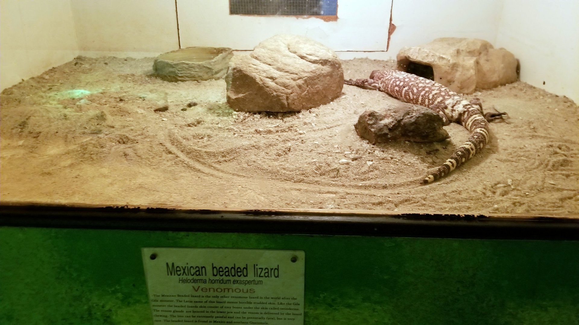 Luray Zoo - Mexican beaded lizard