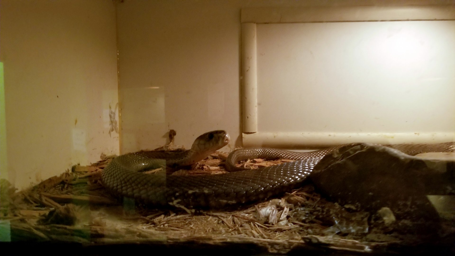 Luray Zoo - Monocled cobra